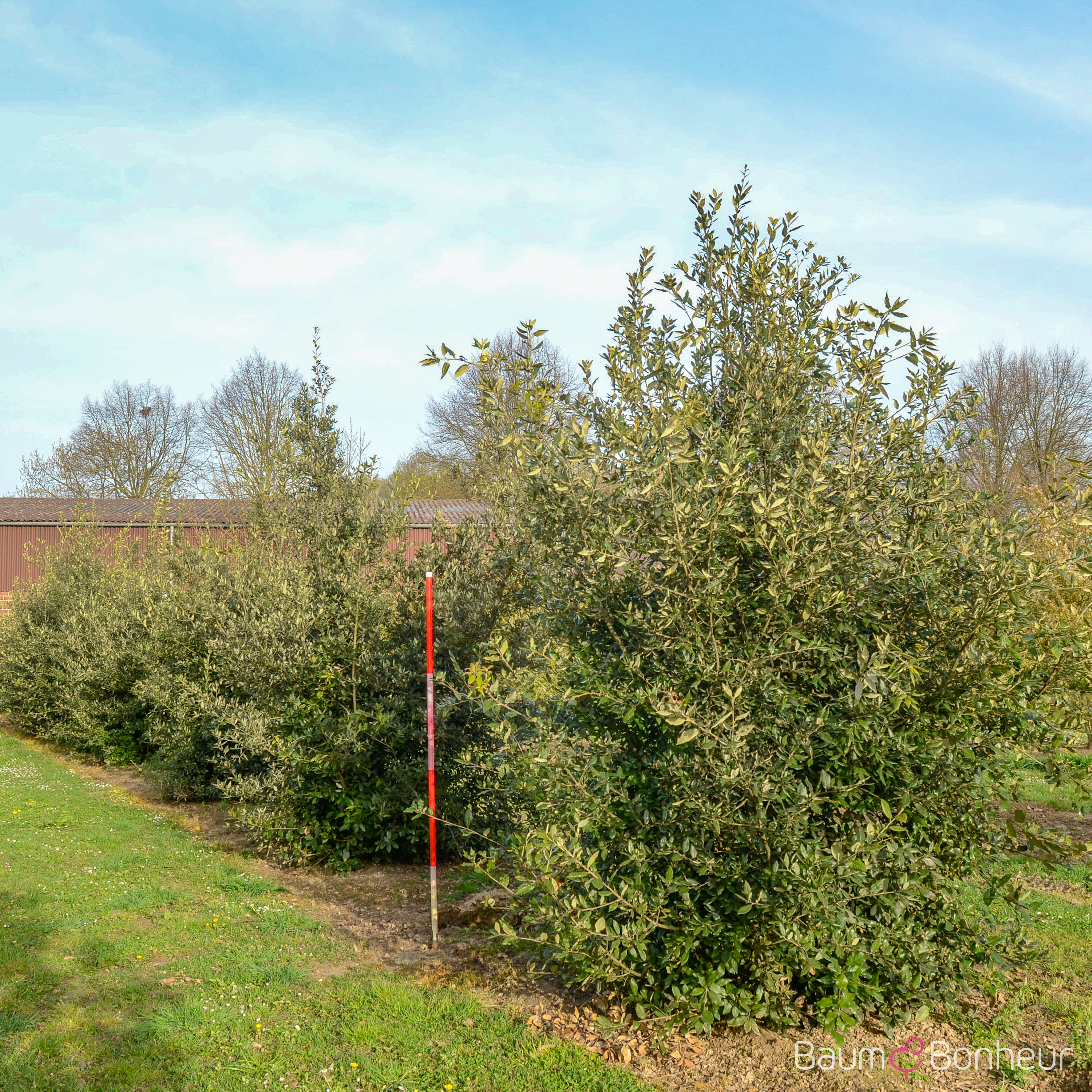 Quercus ilex