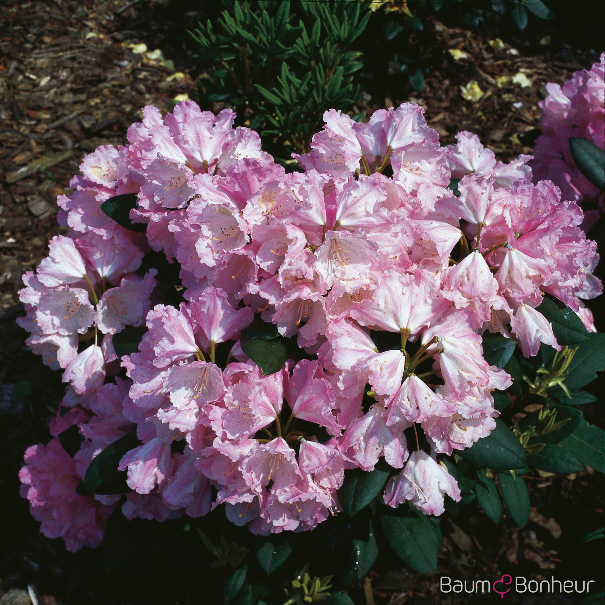 Rhododendron yakushimanum 'Silberwolke'