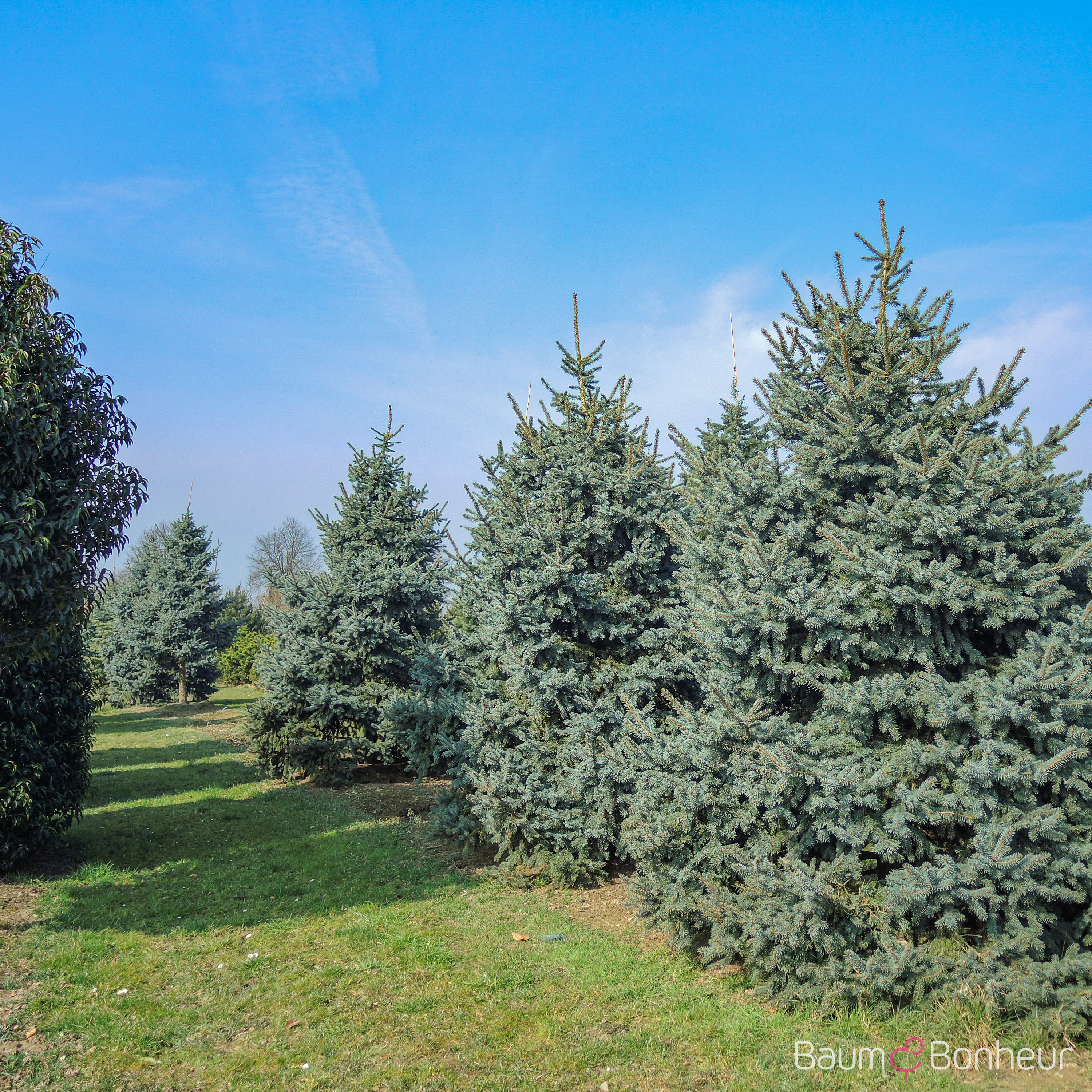 Picea pungens 'Koster'