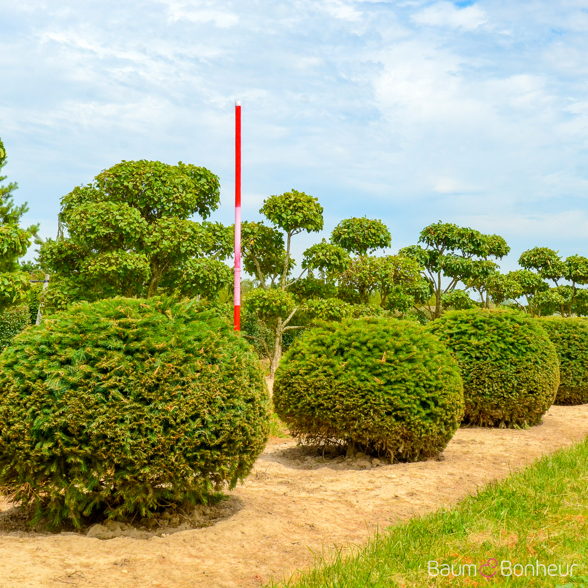 Picea abies