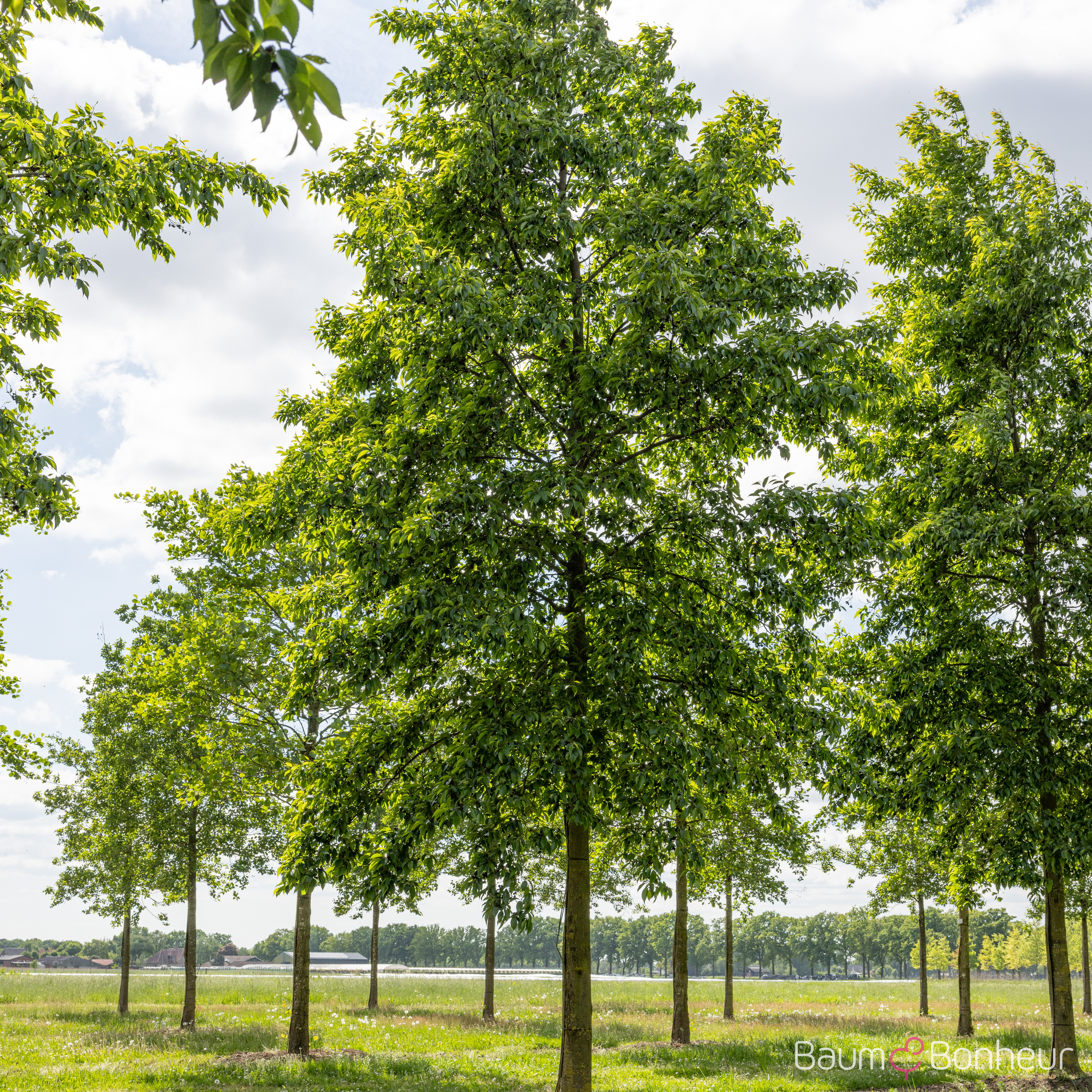 Alnus x spaethii
