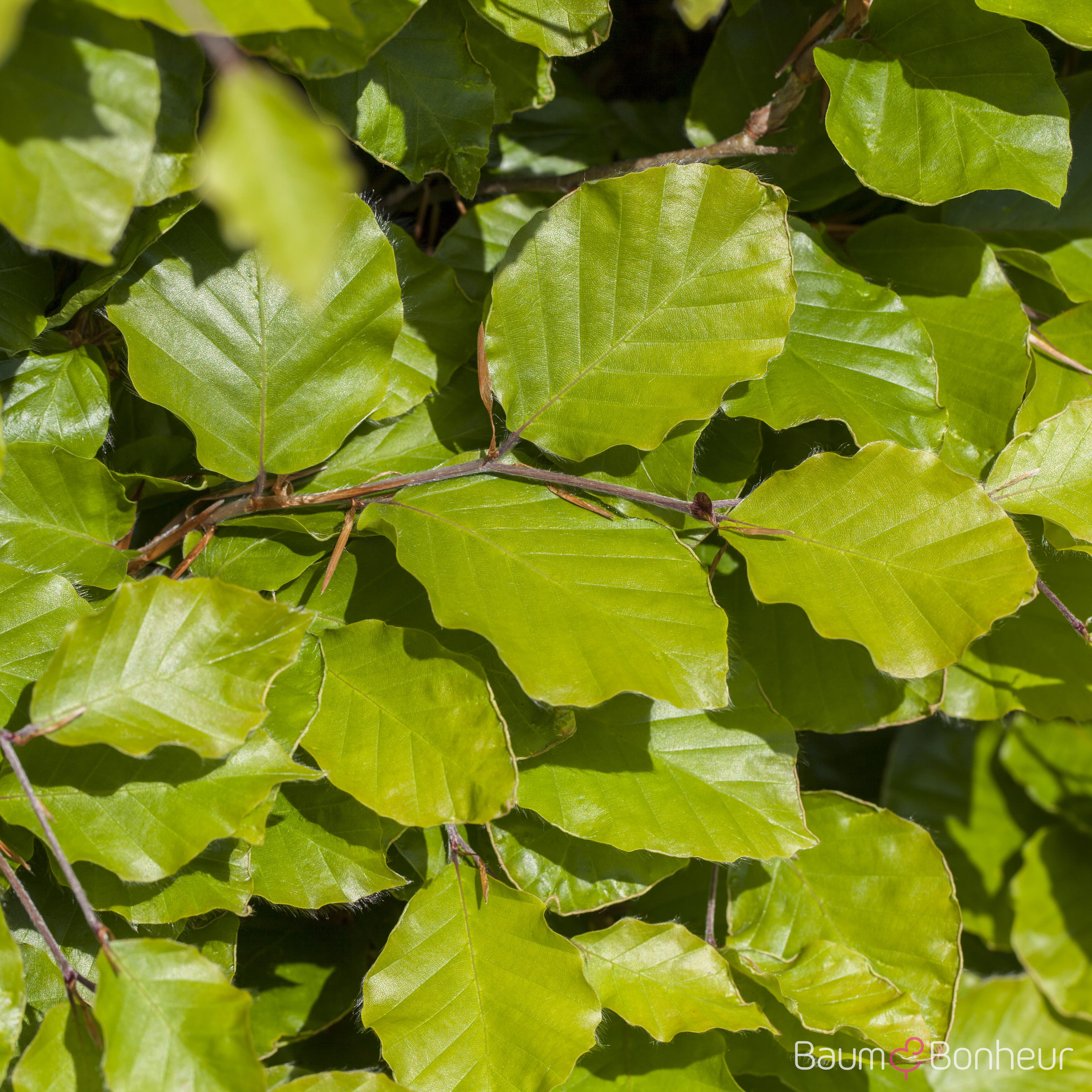 Fagus sylvatica