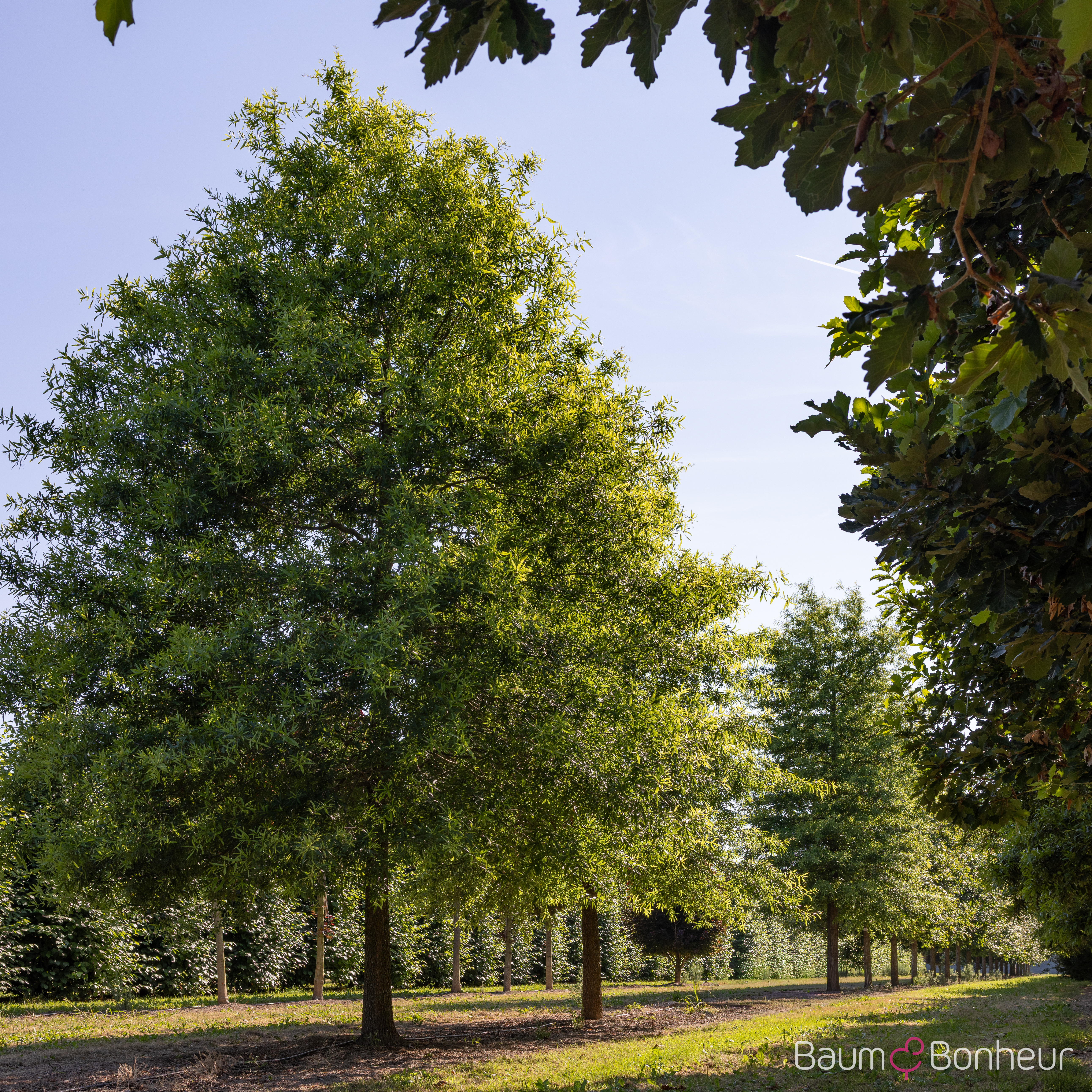 Quercus phellos