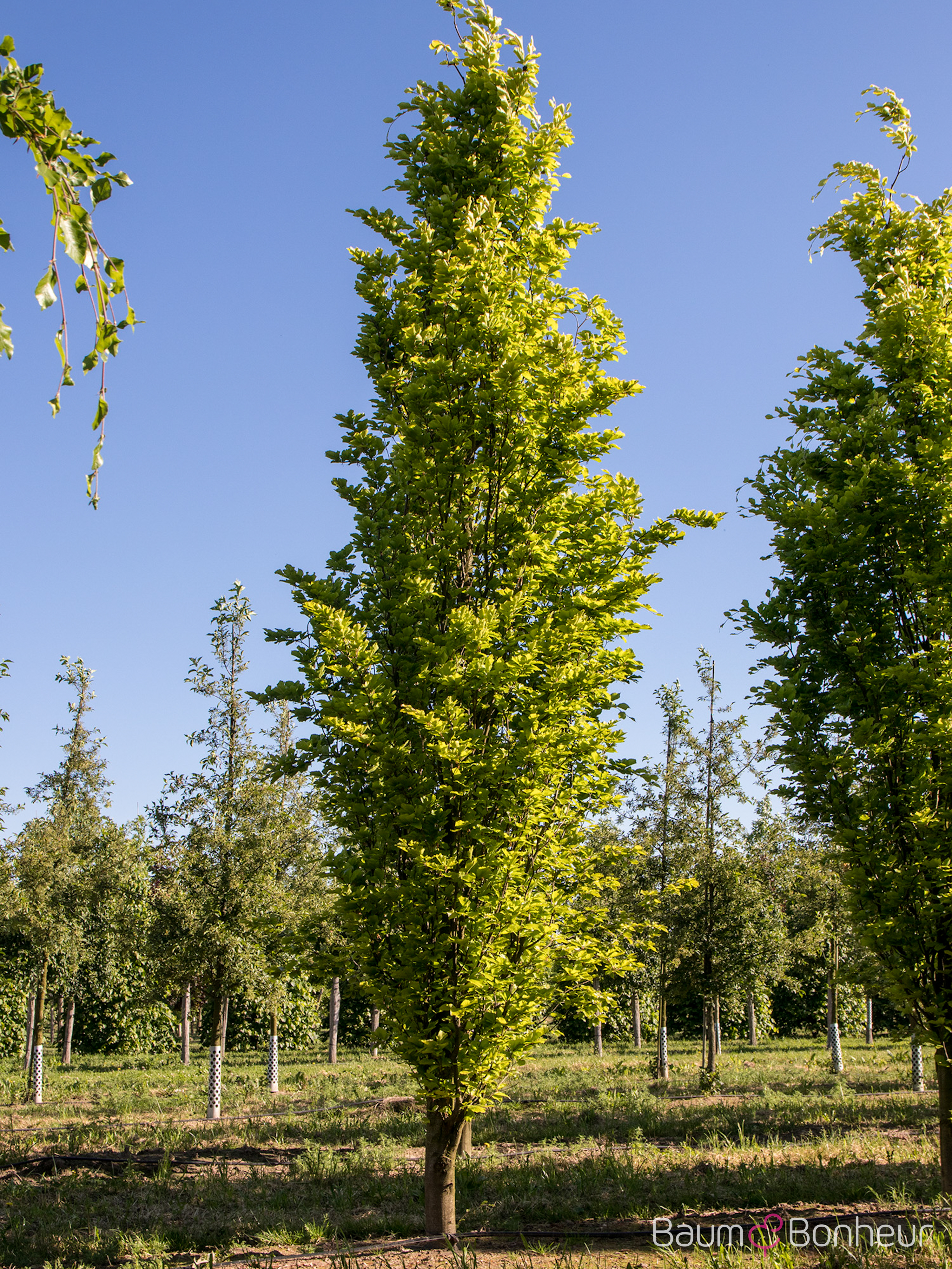 Fagus sylvatica 'Dawyck Gold'