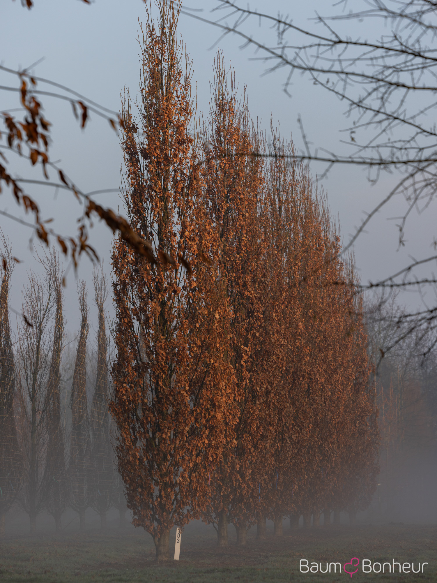 Quercus robur 'Fastigiata Koster'