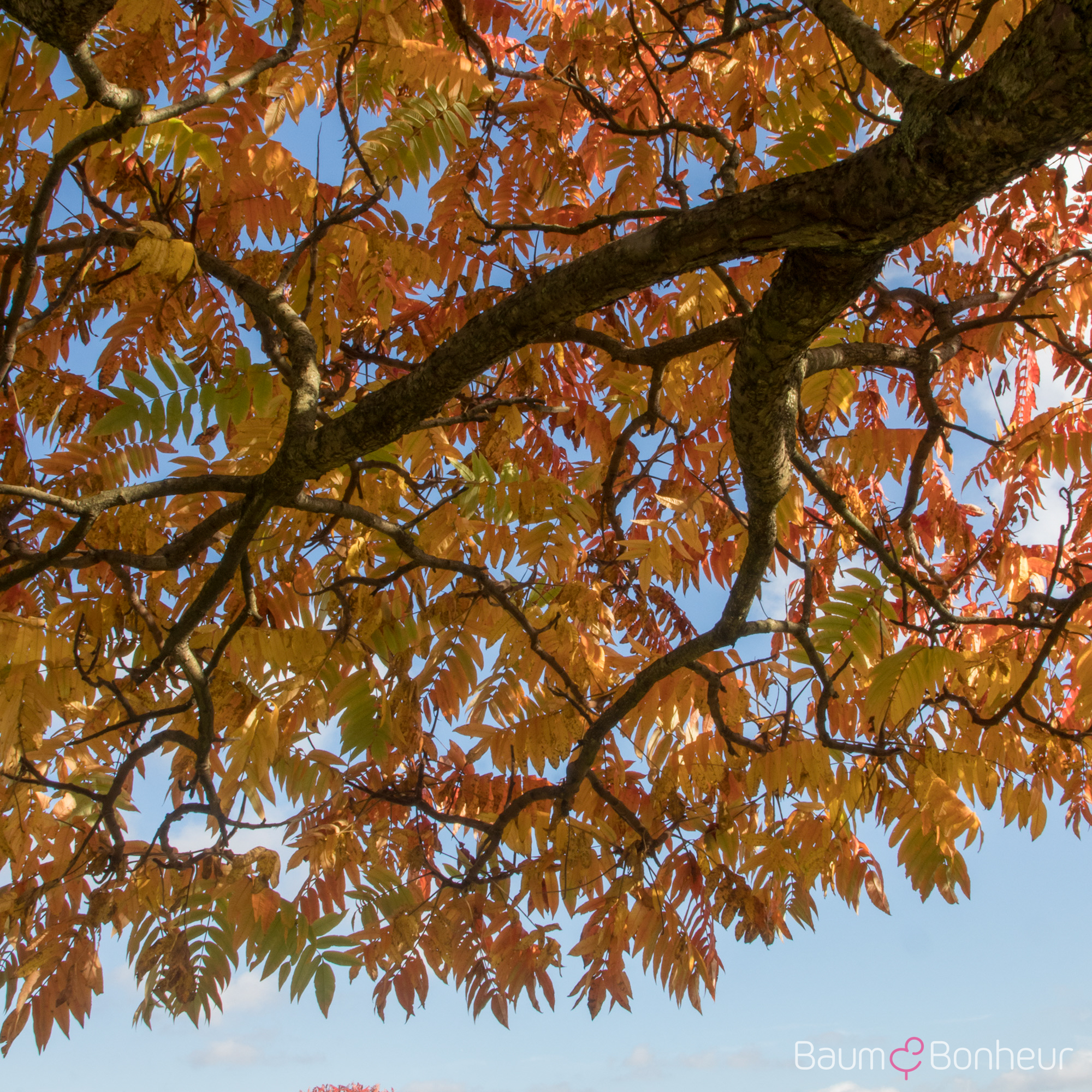 Rhus typhina