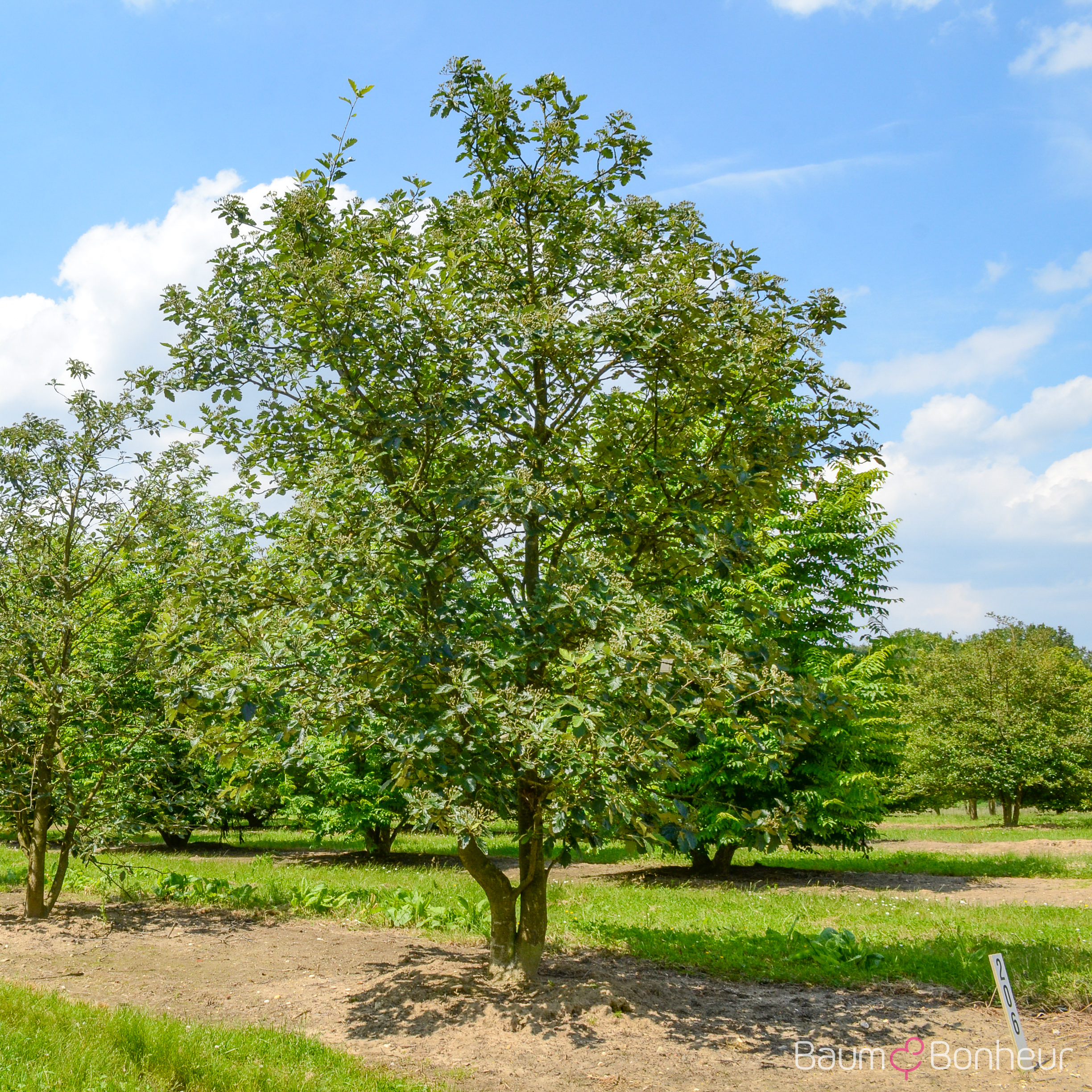 Sorbus intermedia