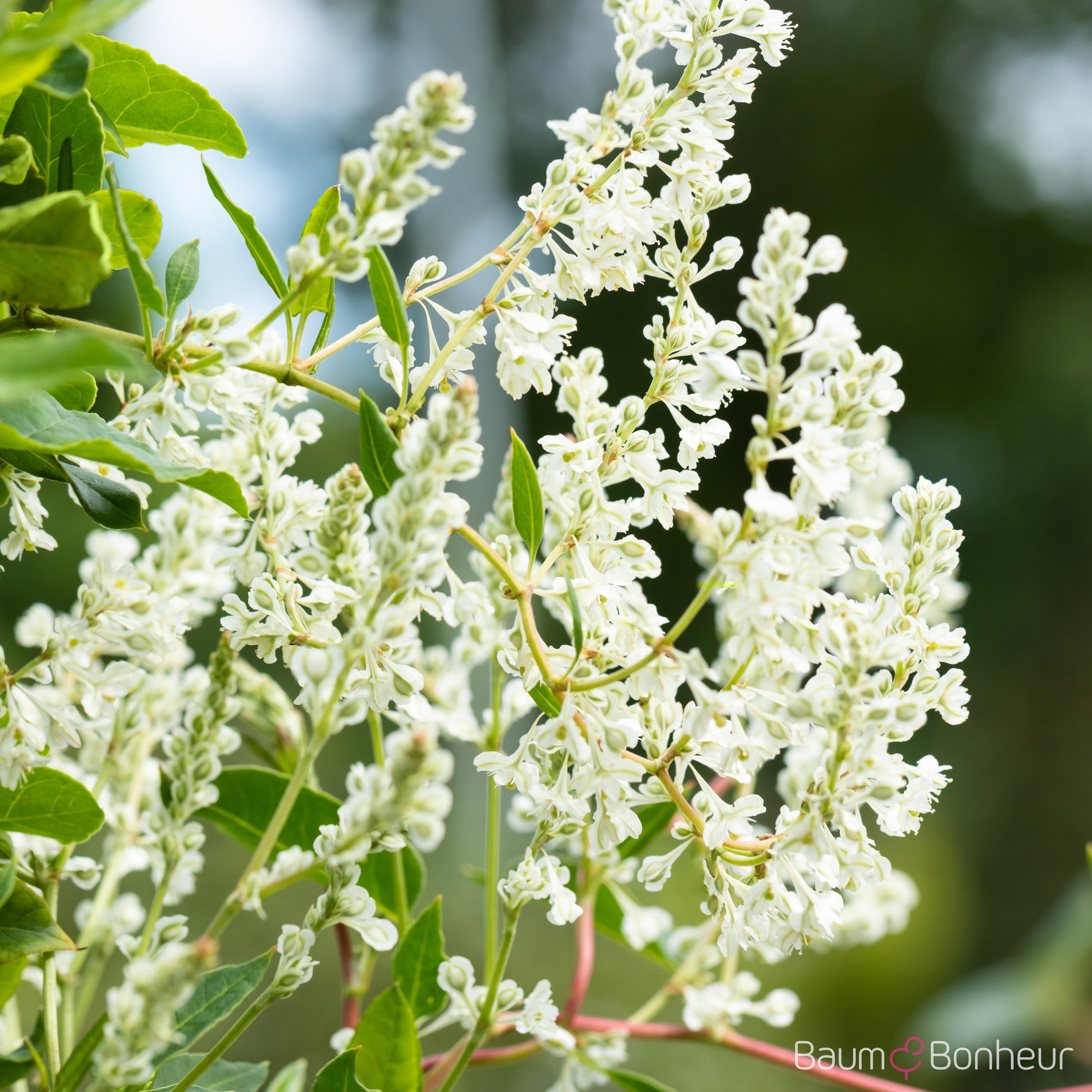Polygonum aubertii