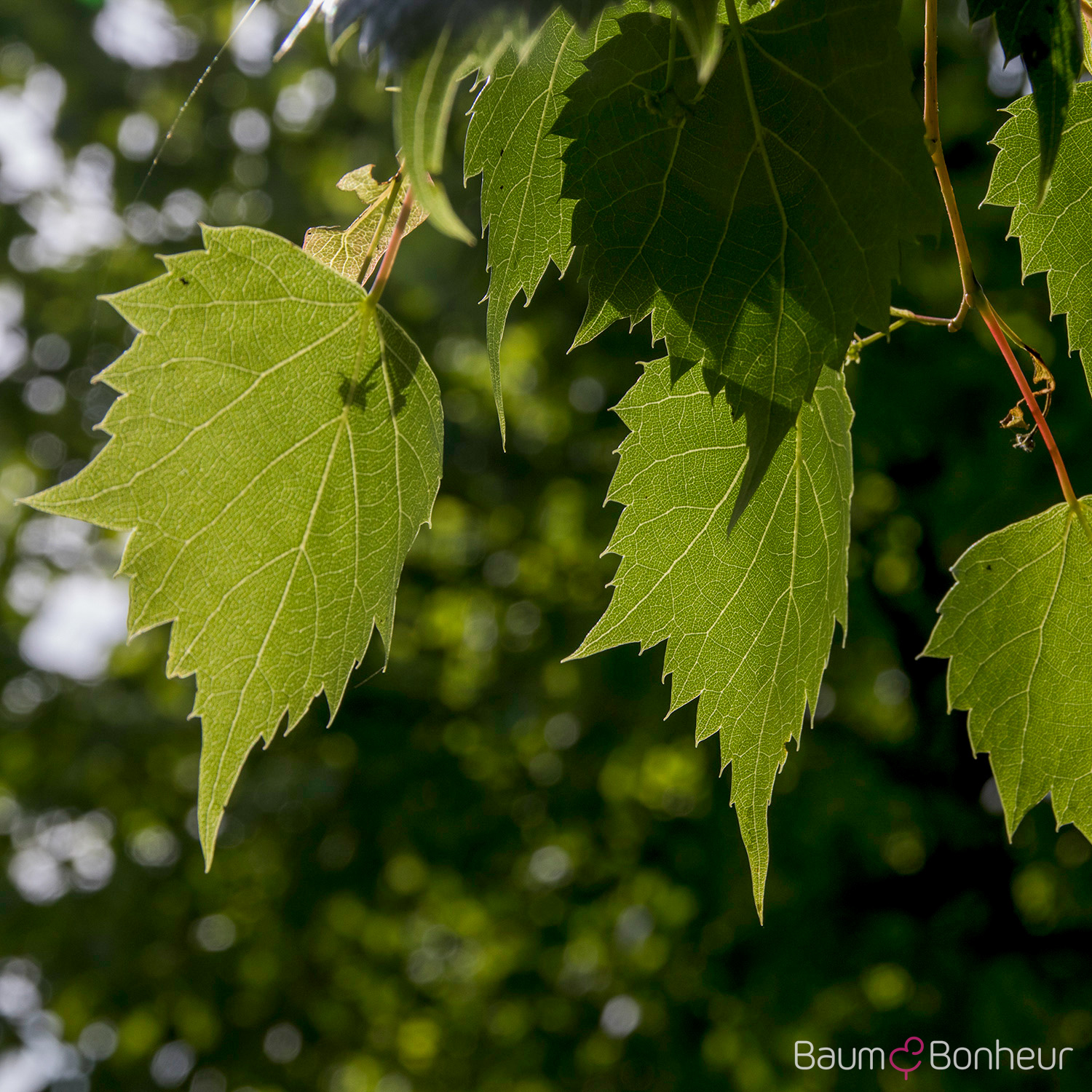 Tilia mongolica