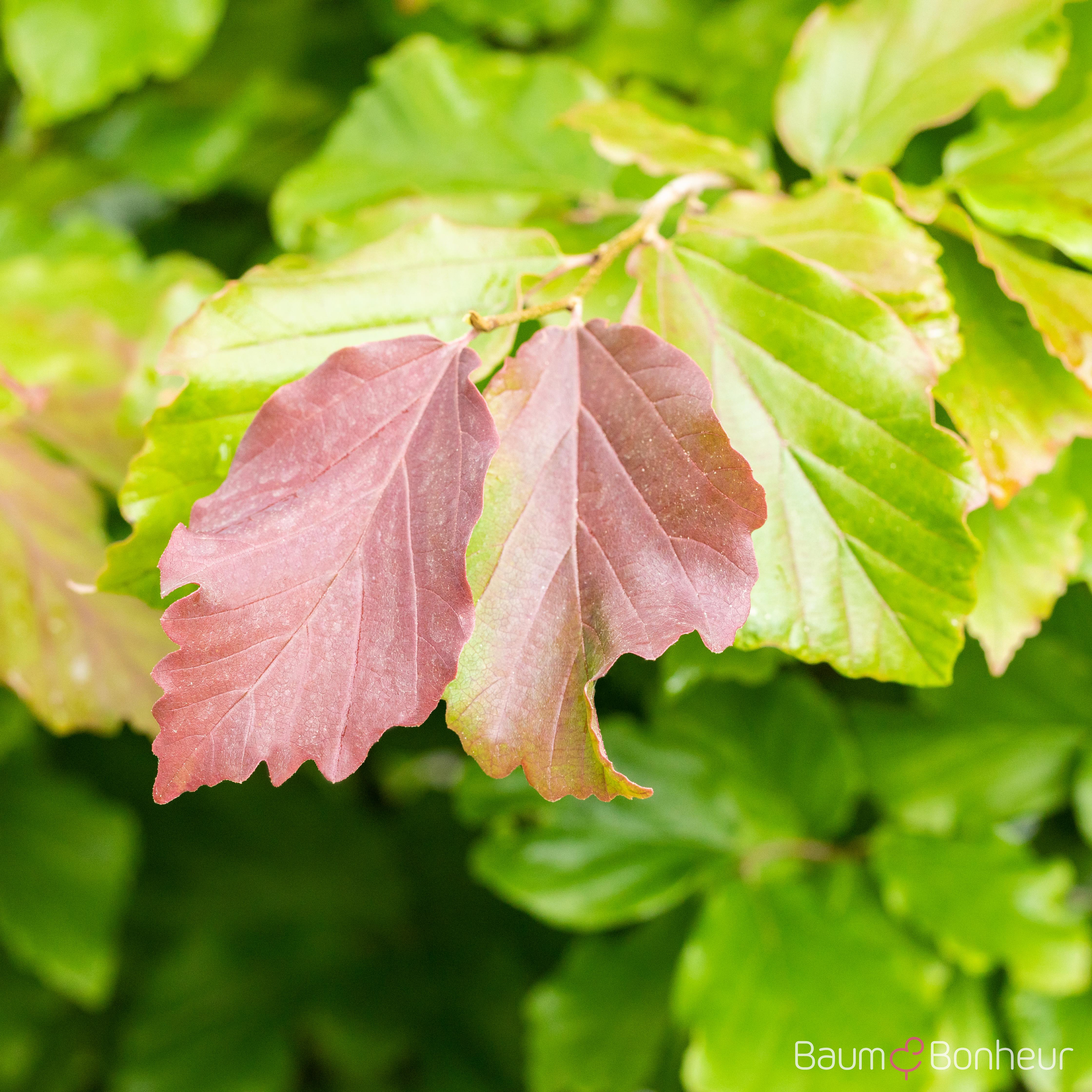 Parrotia persica 'Feliciê'