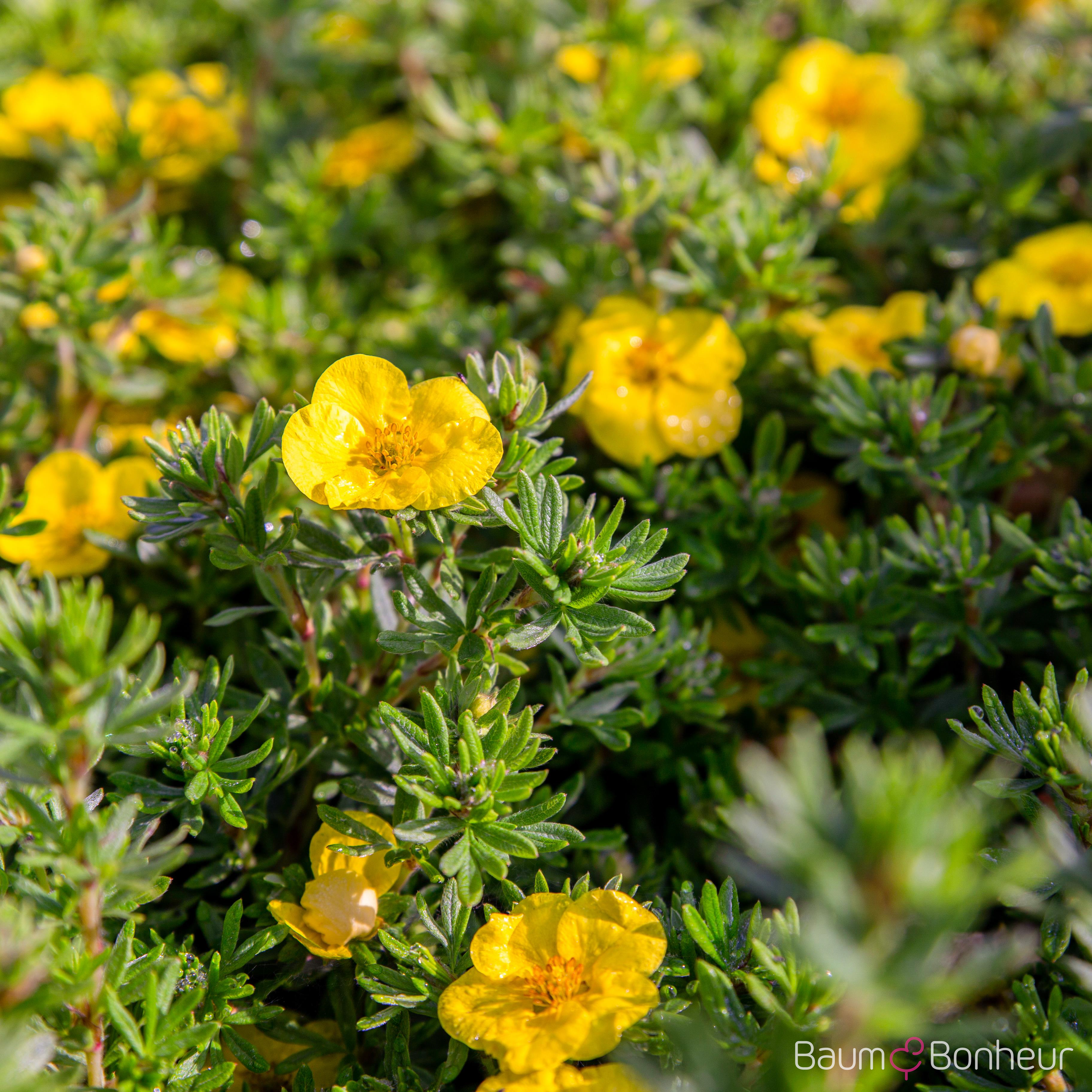Potentilla fruticosa 'Hachmann's Gigant'