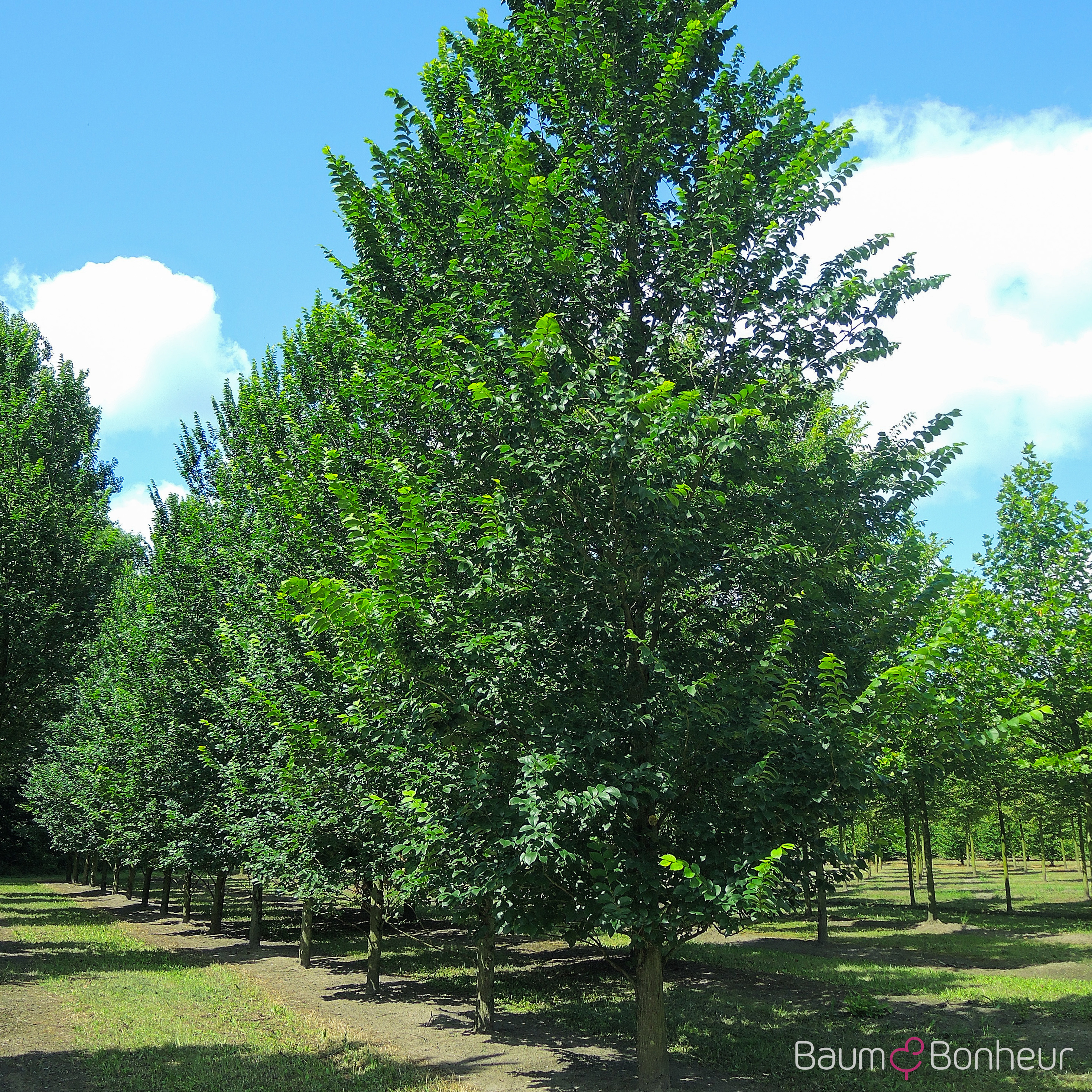Ulmus hollandica 'Clusius'