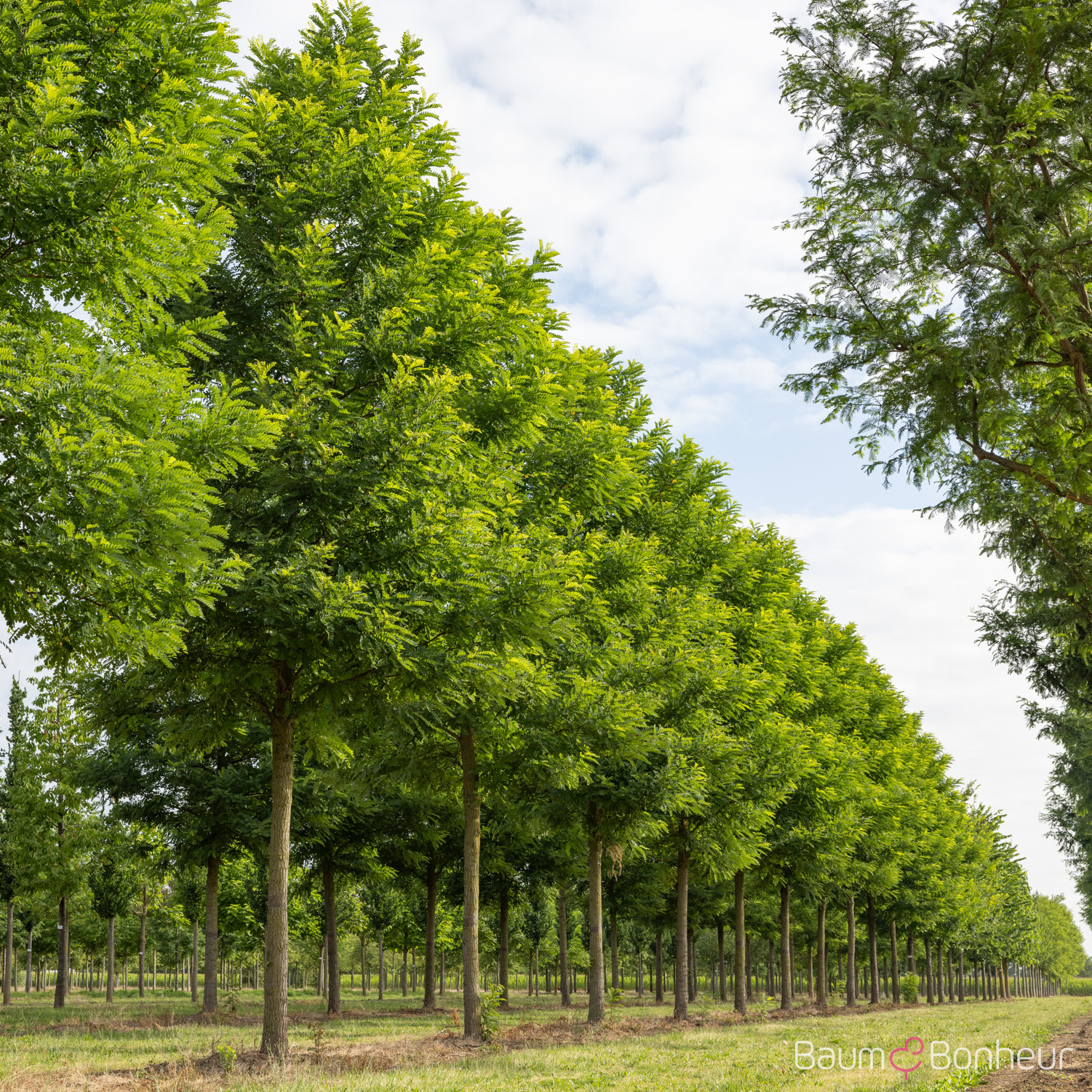 Robinia pseudoacacia 'Bessoniana'