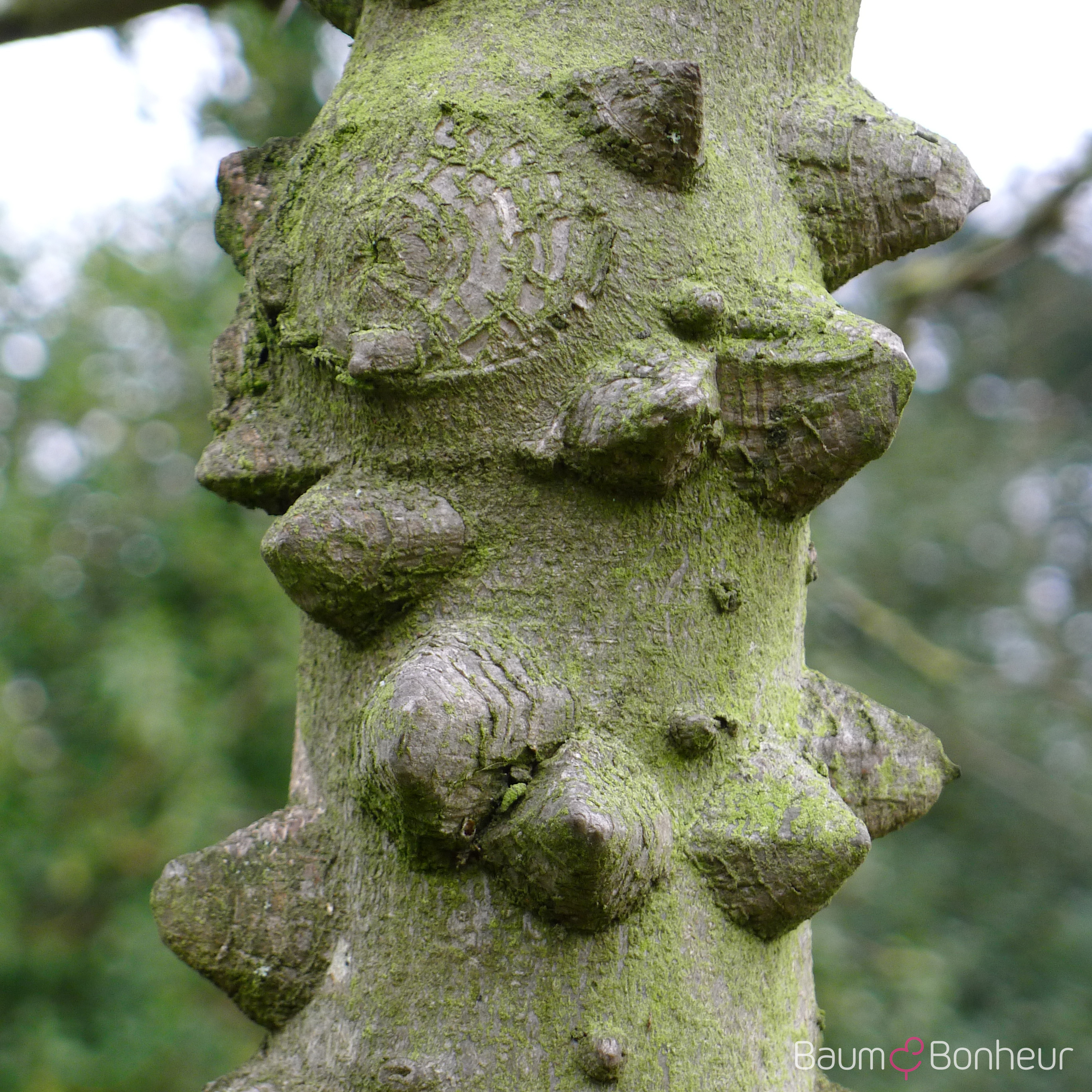 Zanthoxylum simulans