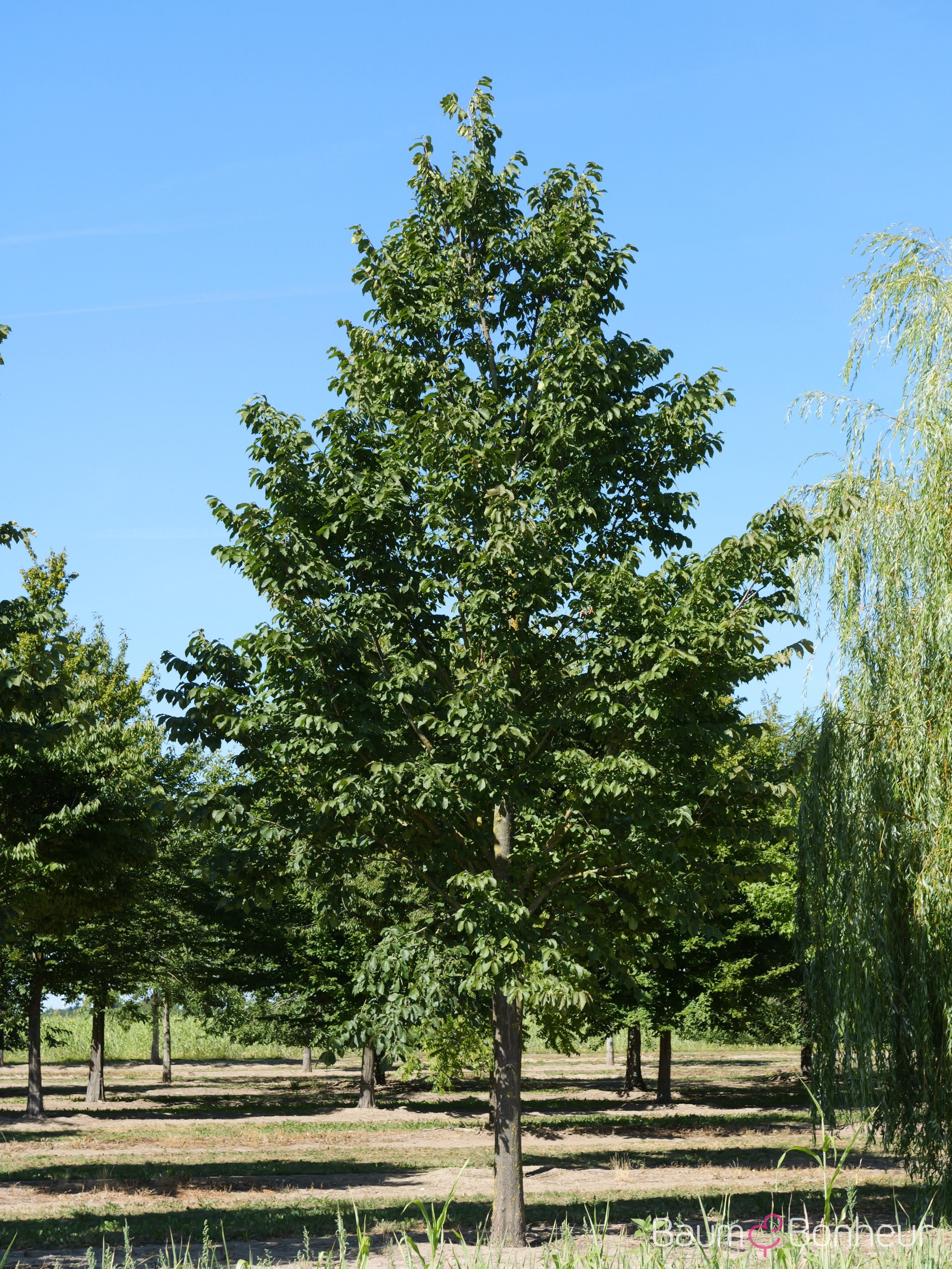 Ulmus glabra