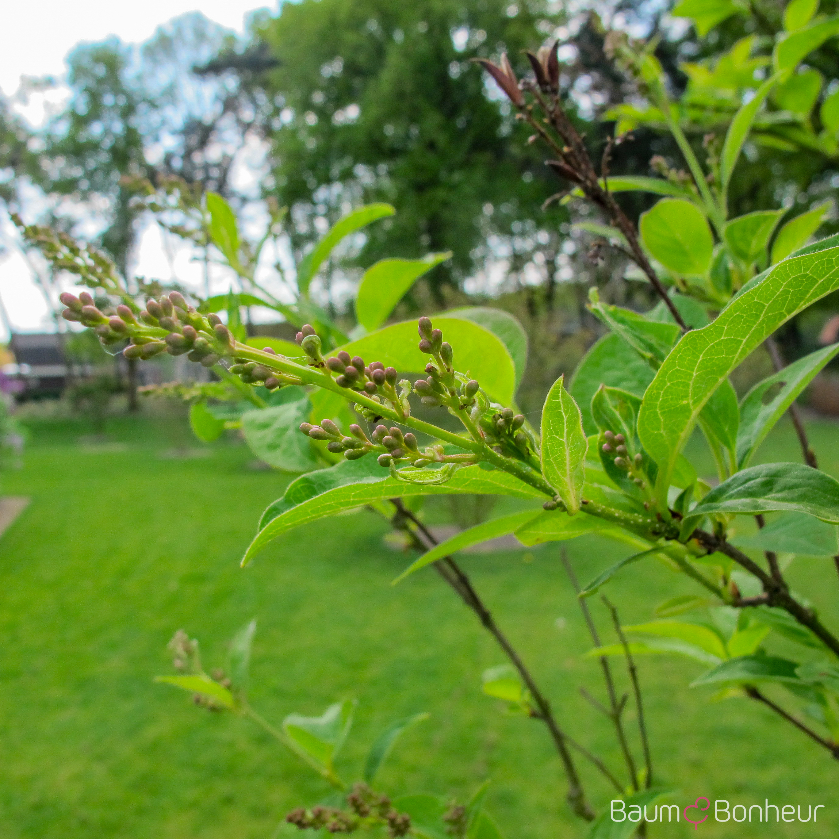 Syringa prestoniae 'Isabella'