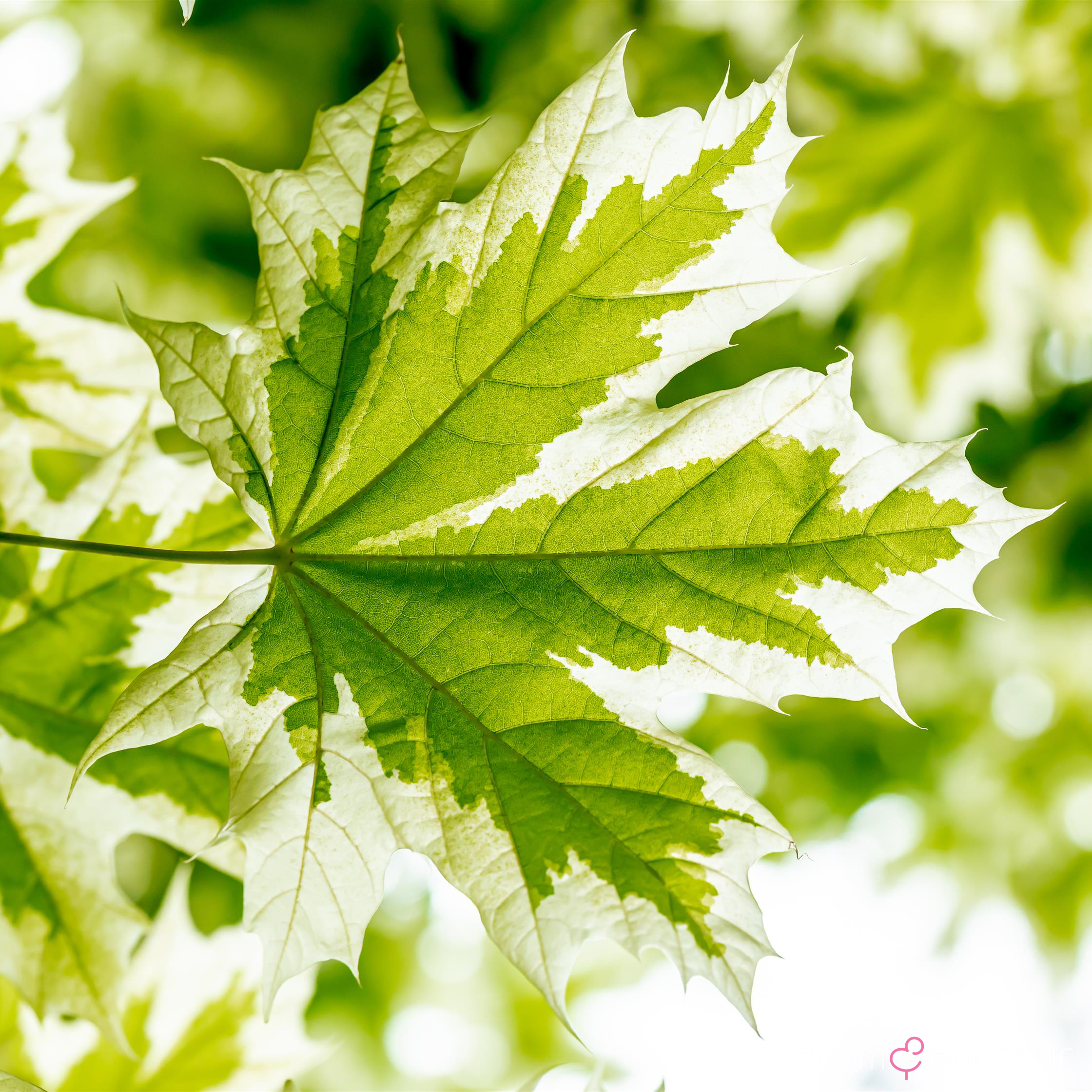 Acer platanoides 'Drummondii'