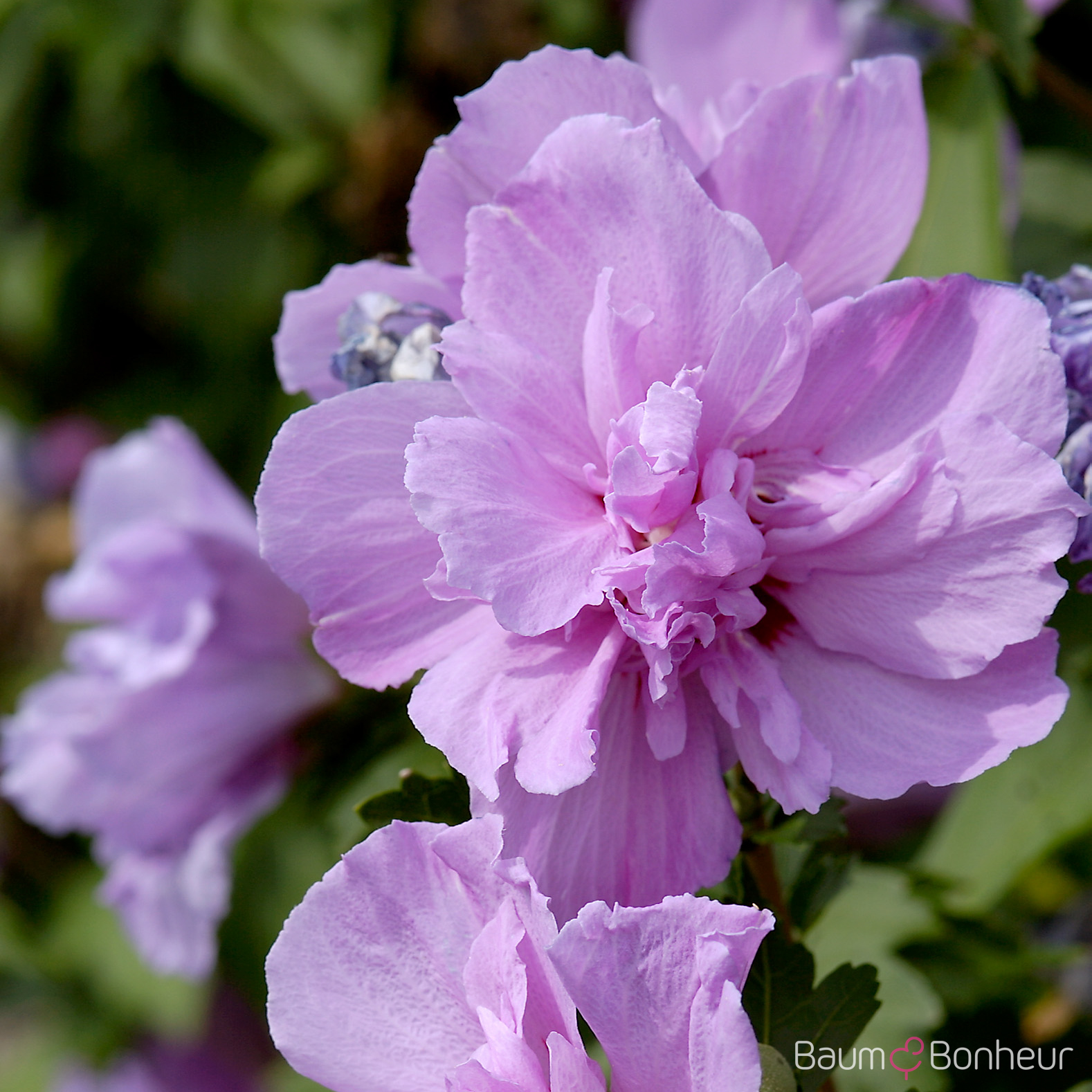 Hibiscus syriacus 'Ardens'
