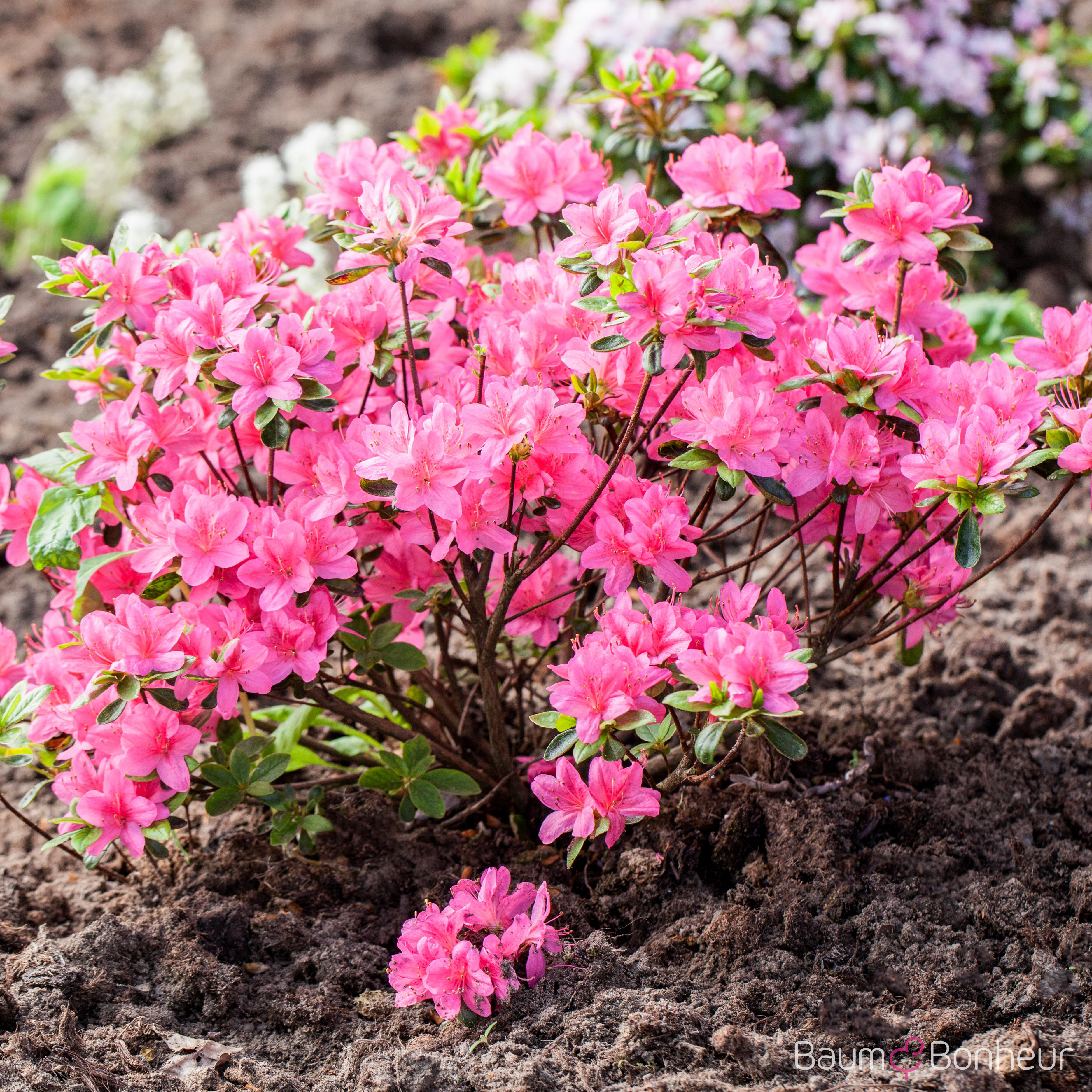 Rhododendron obtusum 'Rosalind'