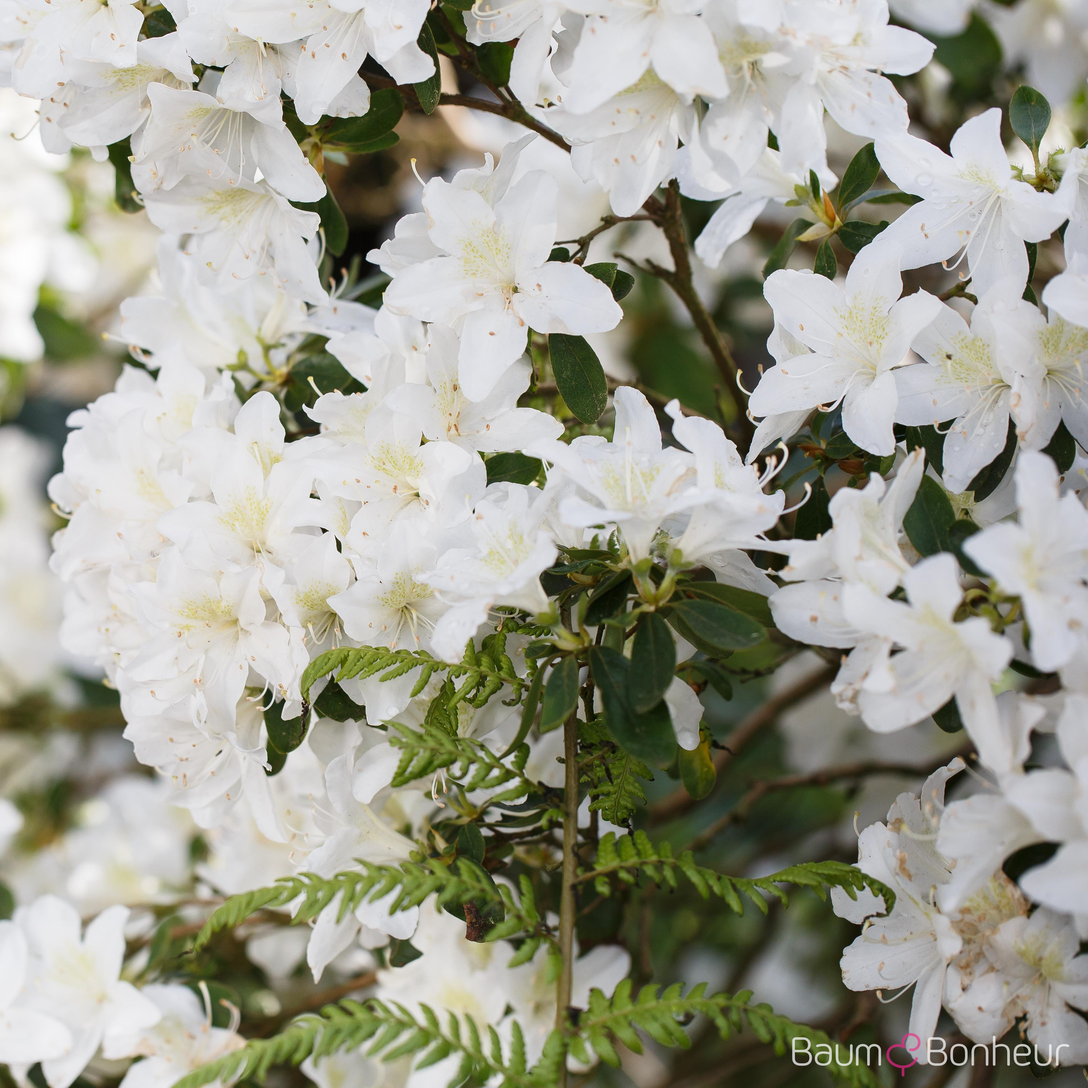Rhododendron carolinianum 'Dora Amateis'