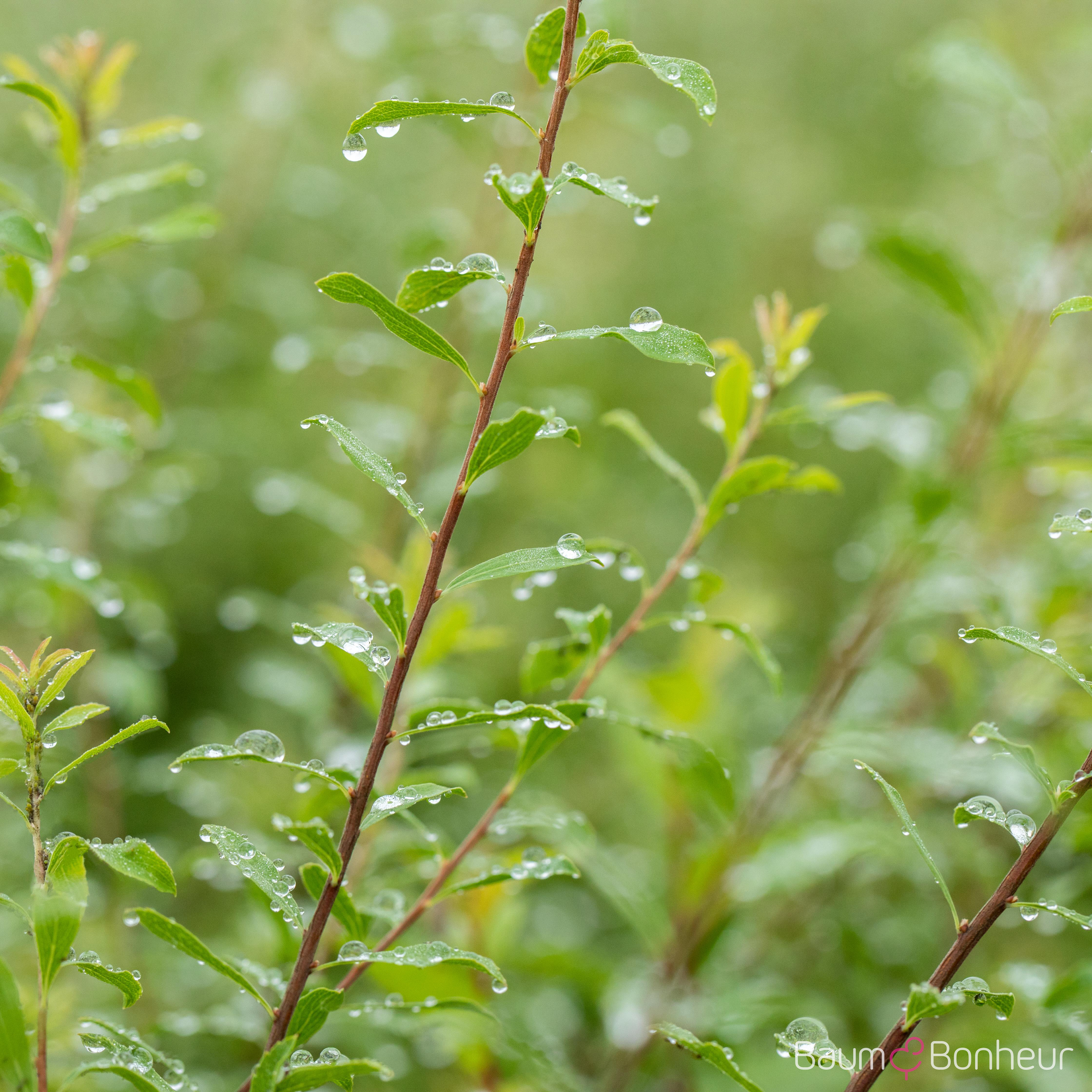 Spiraea x arguta