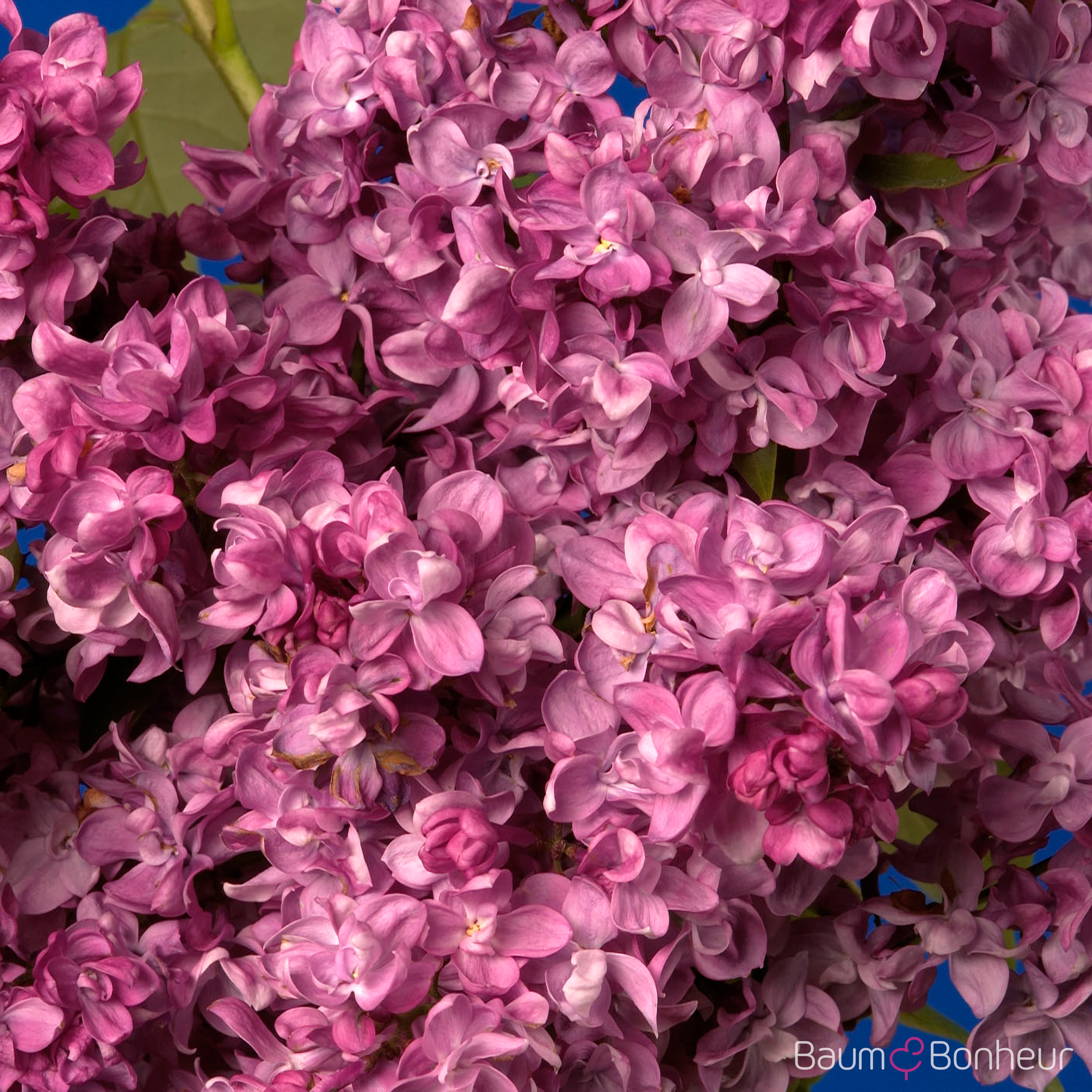 Syringa vulgaris 'Prince Wolkonsky'