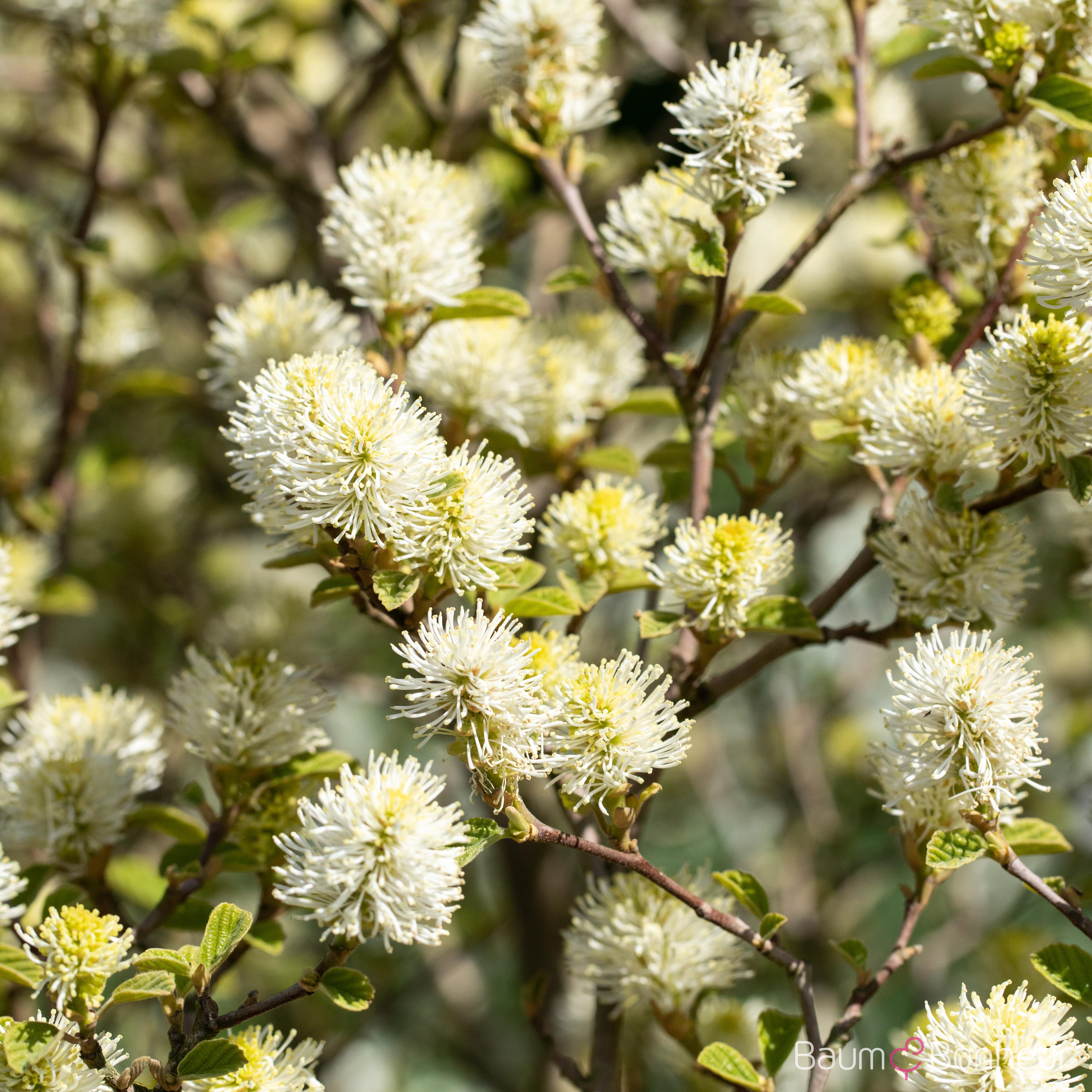 Fothergilla gardenii