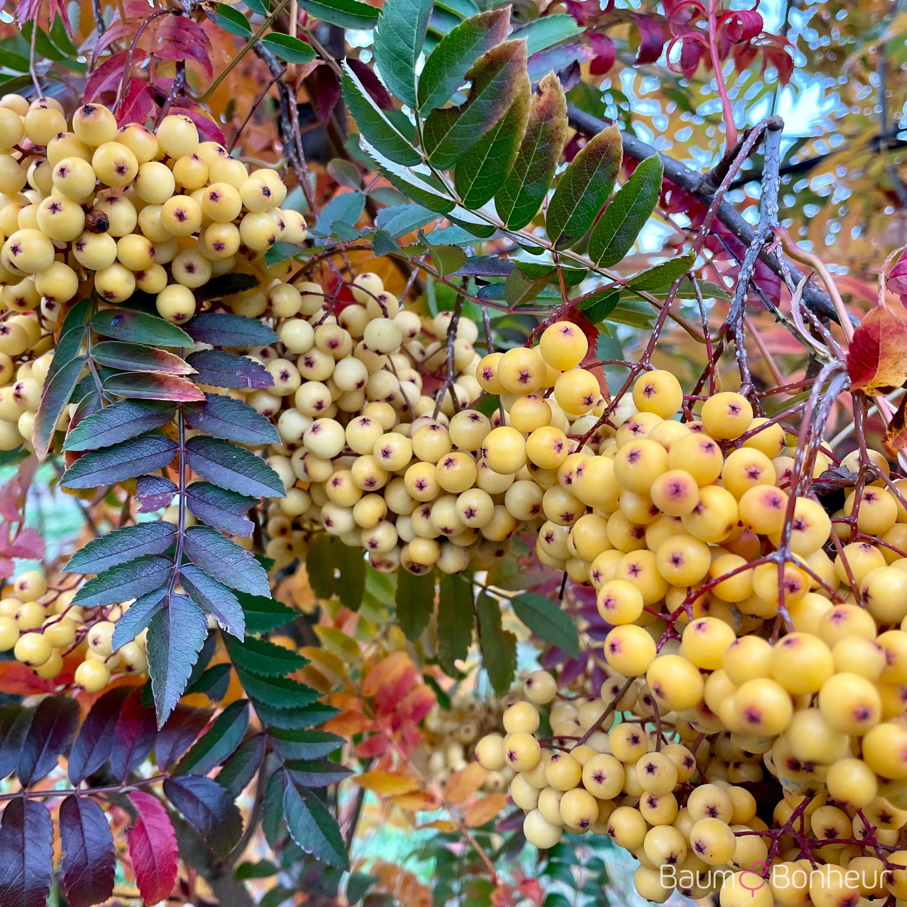 Sorbus 'Joseph Rock'