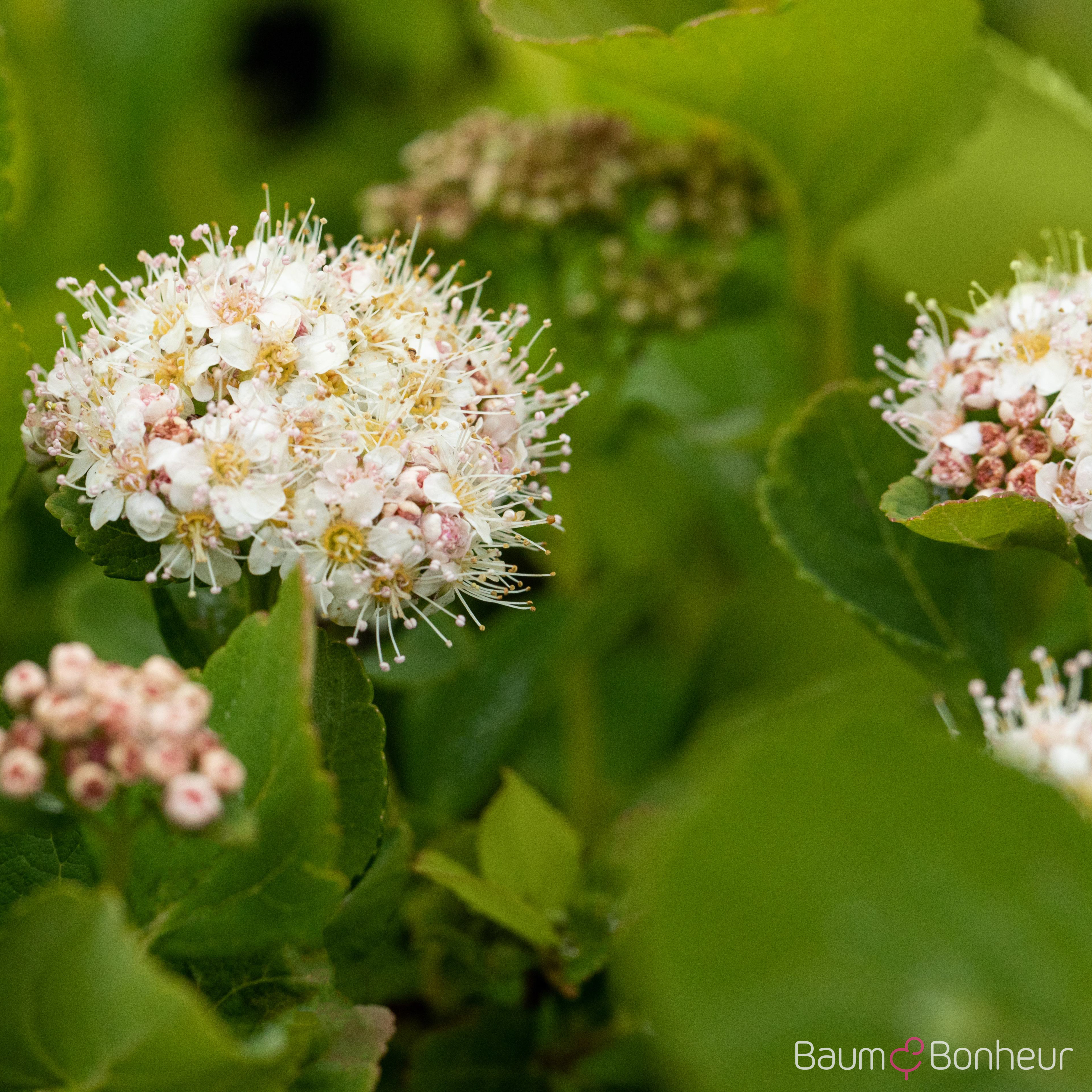 Spiraea betulifolia