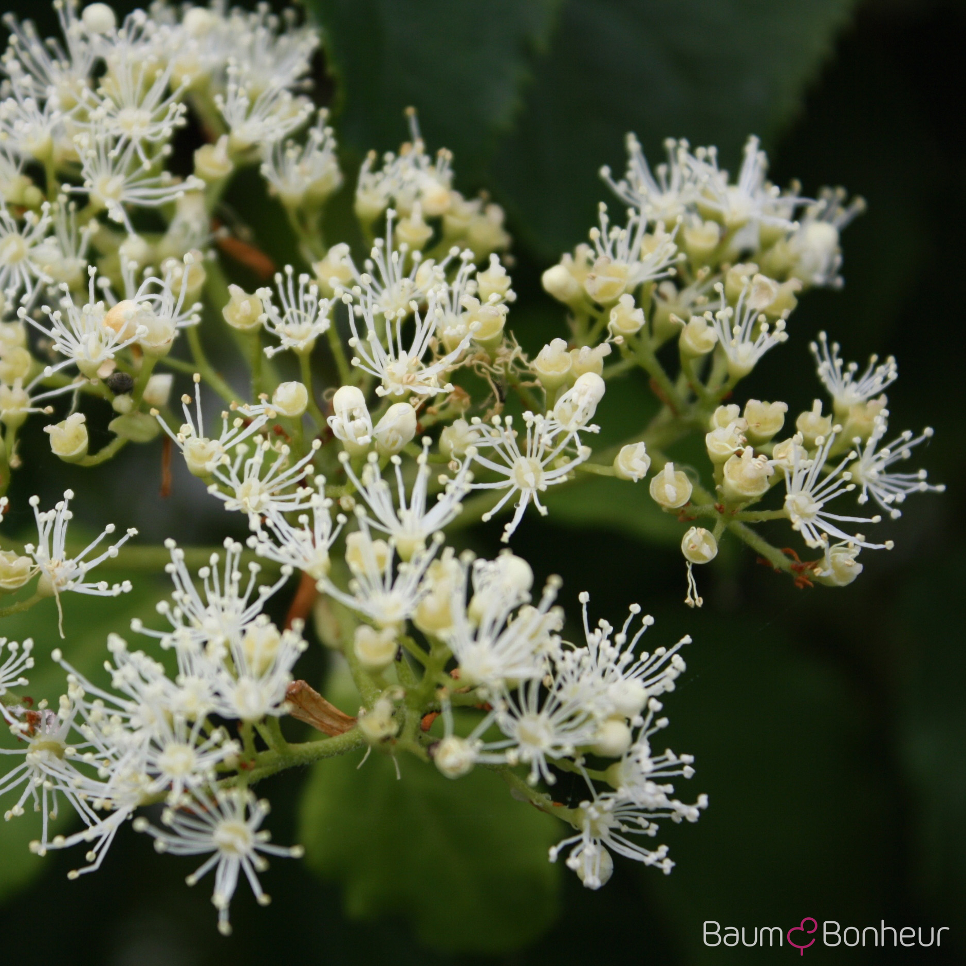 Hydrangea petiolaris