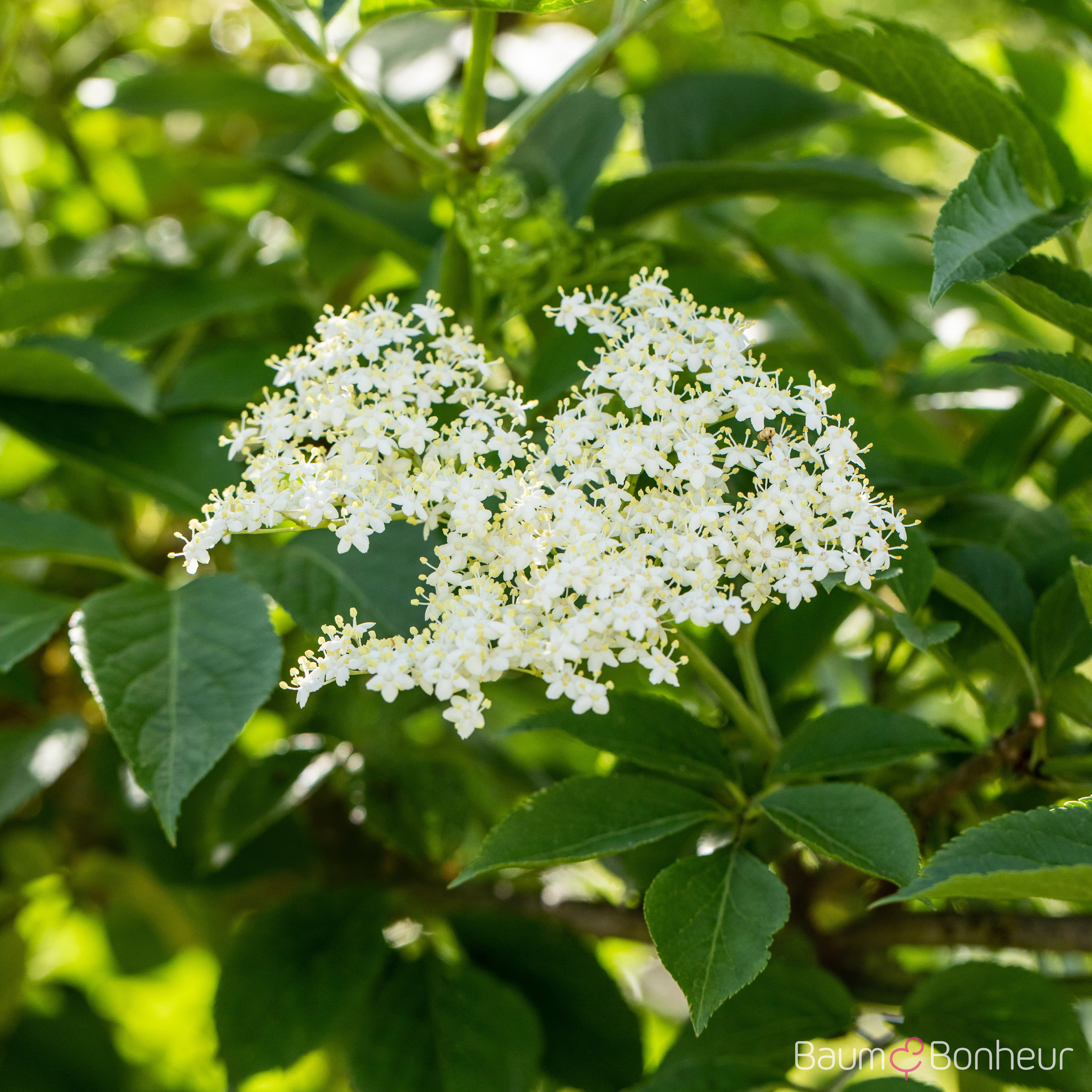 Sambucus nigra