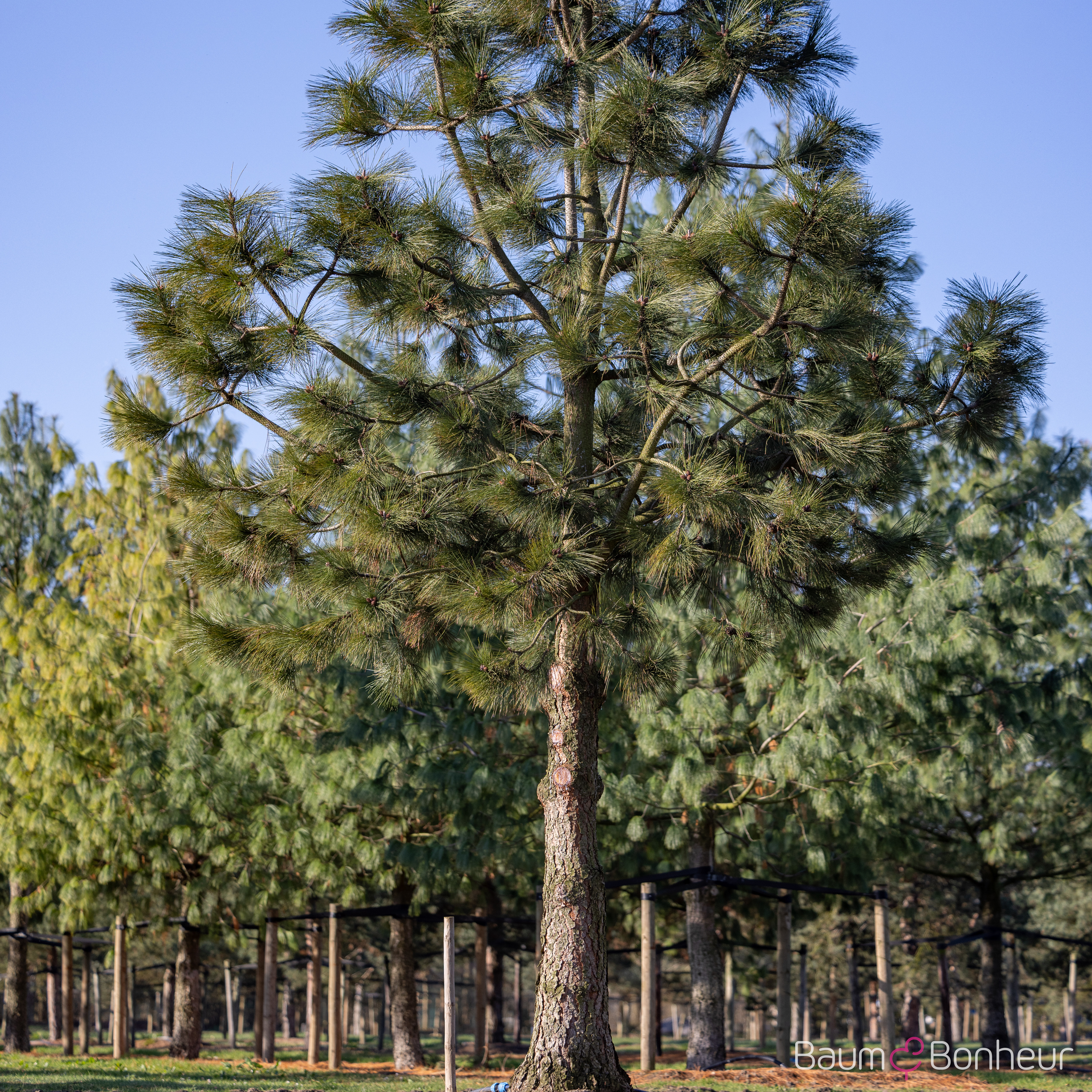 Pinus ponderosa