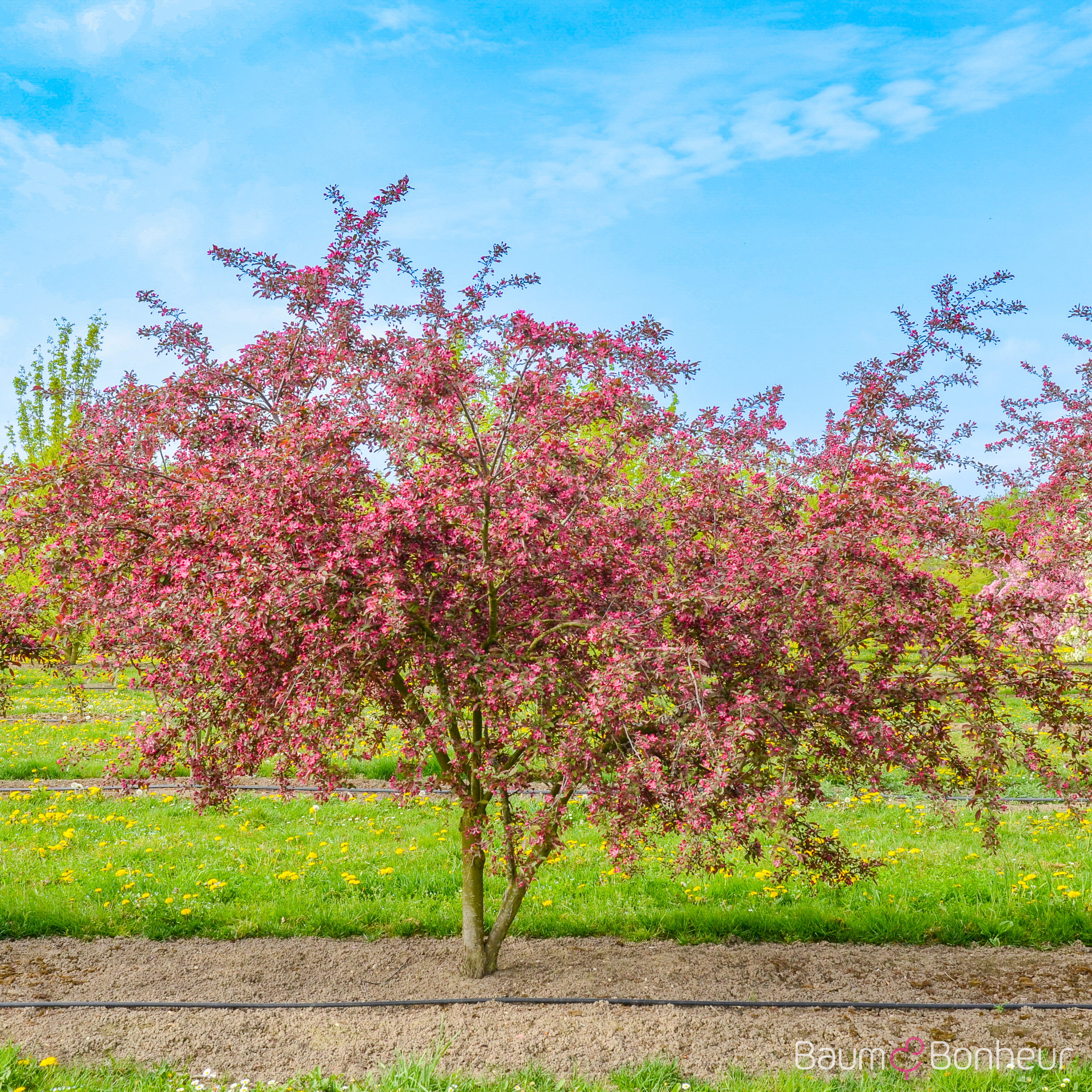 Malus 'Freija' -R-