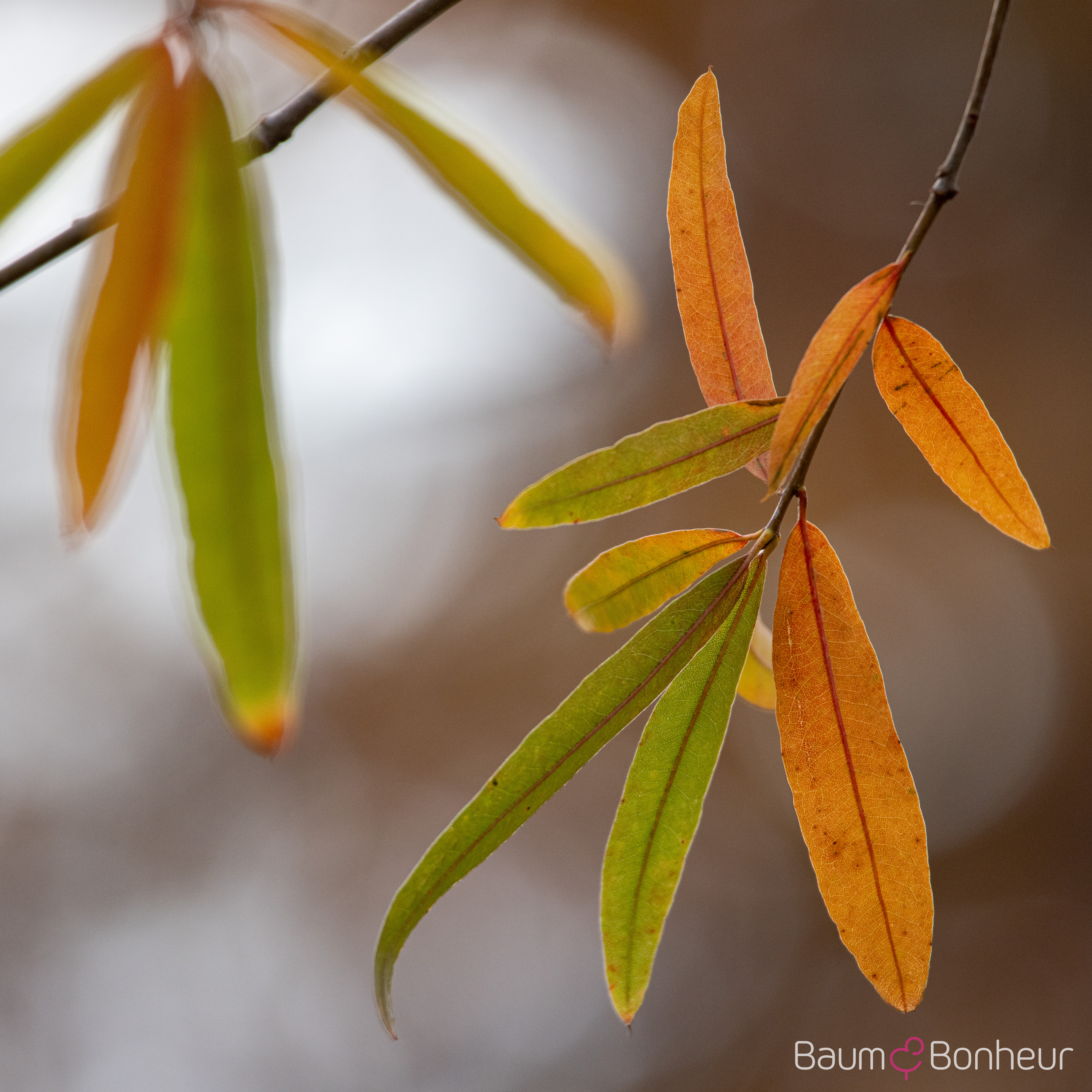 Quercus phellos