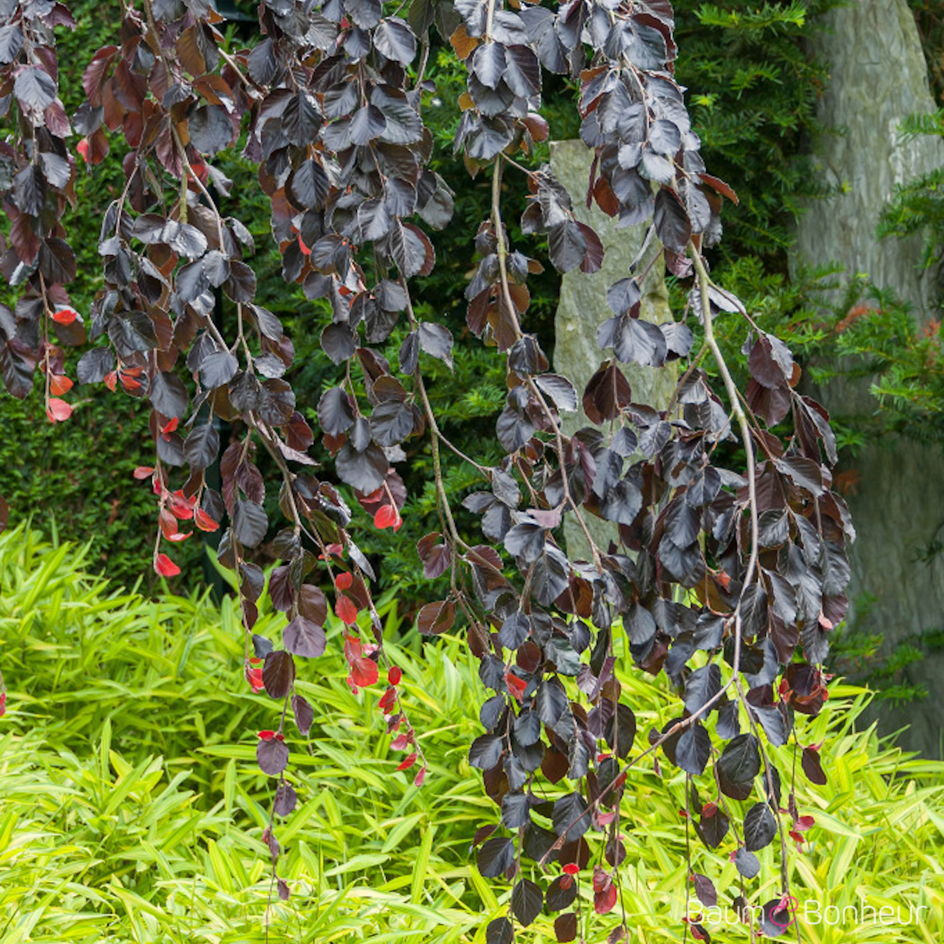 Fagus sylvatica 'Purpurea Pendula'