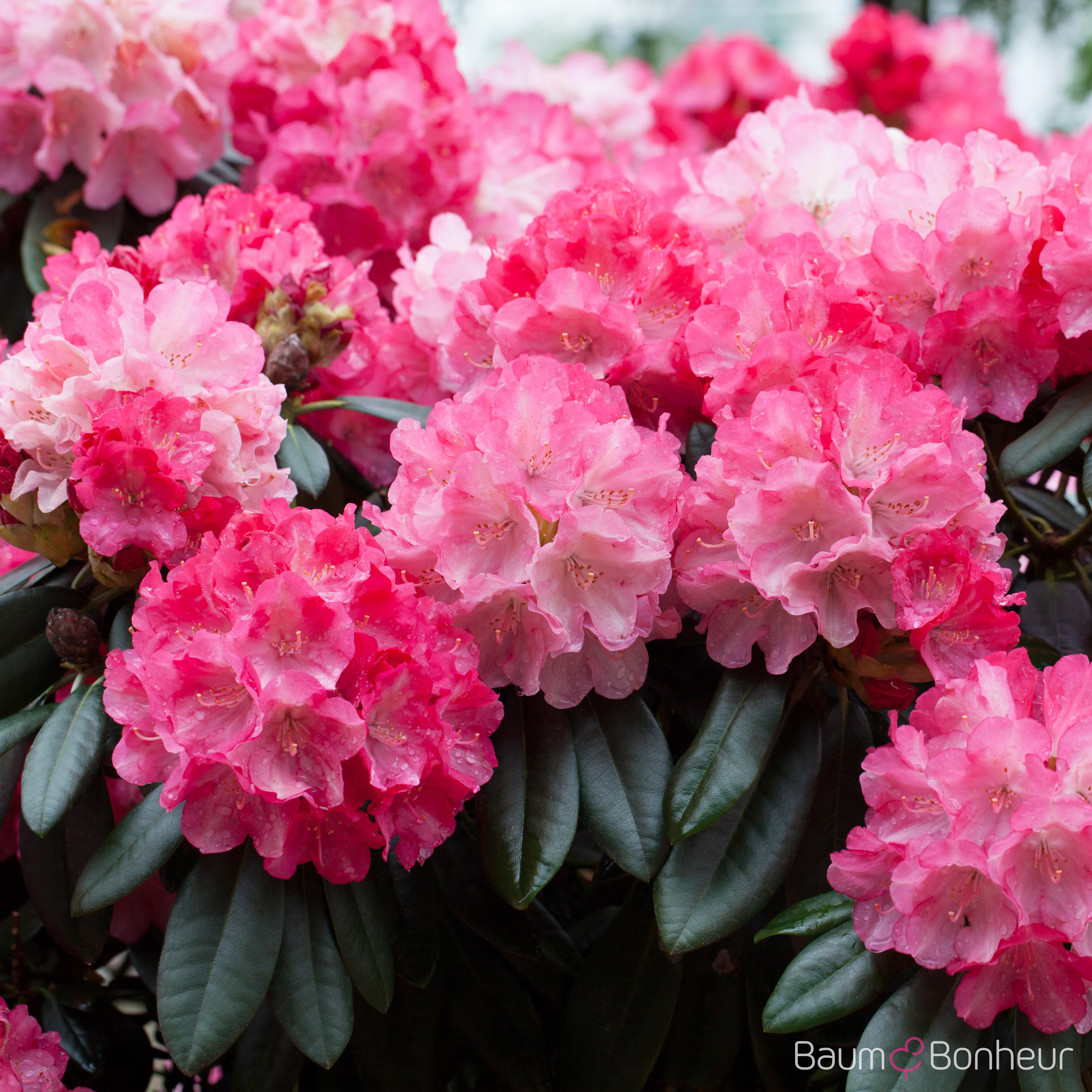 Rhododendron yakushimanum 'Fantastica'