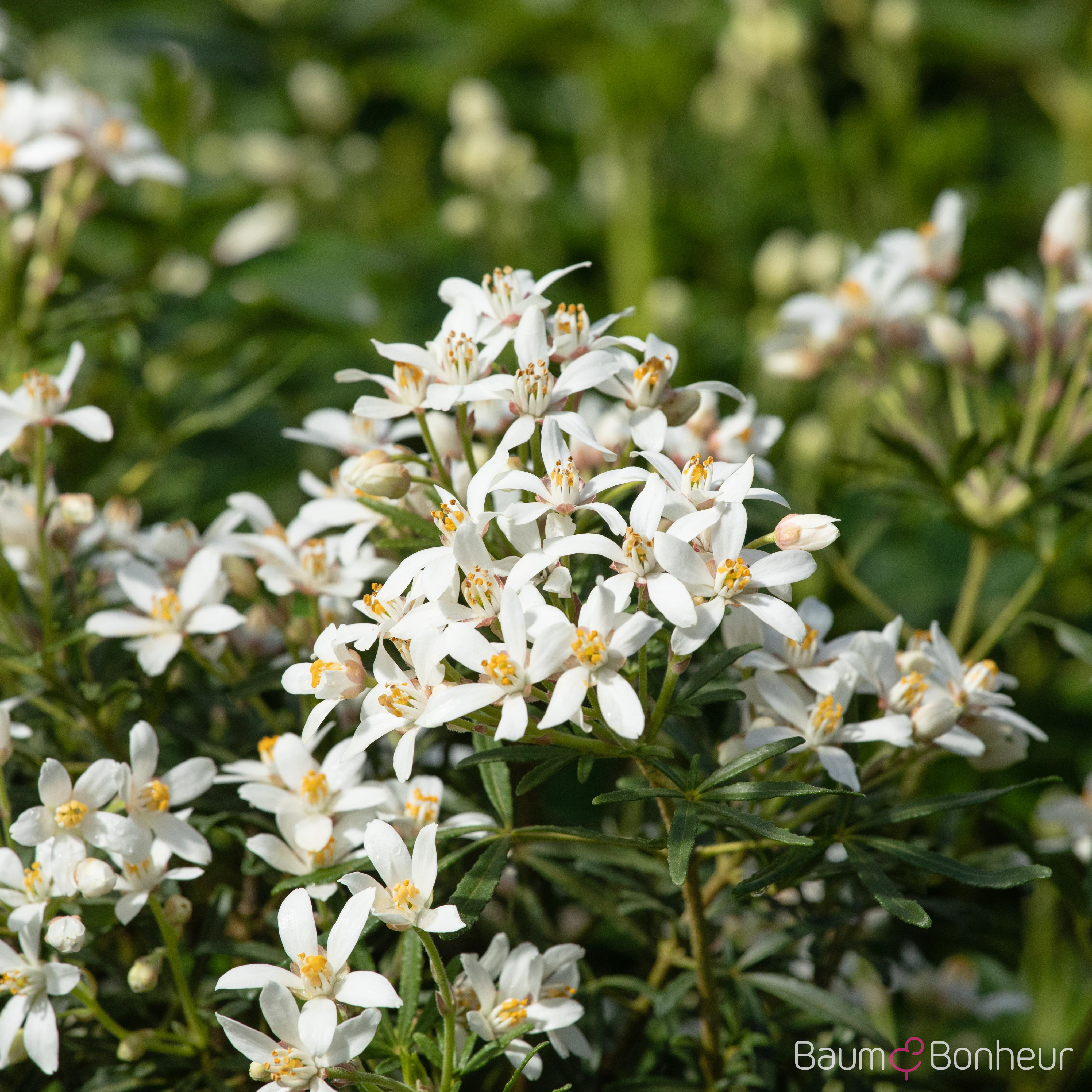 Choisya ternata 'Aztec Pearl'