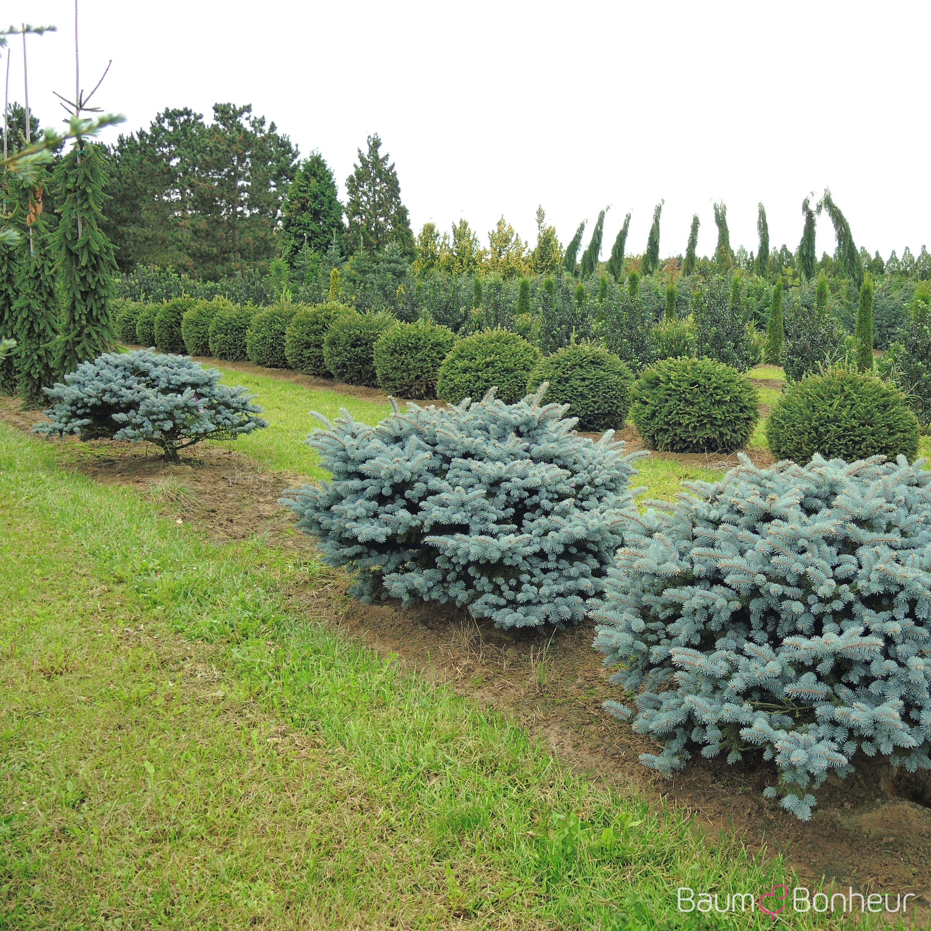 Picea pungens 'Glauca Globosa'