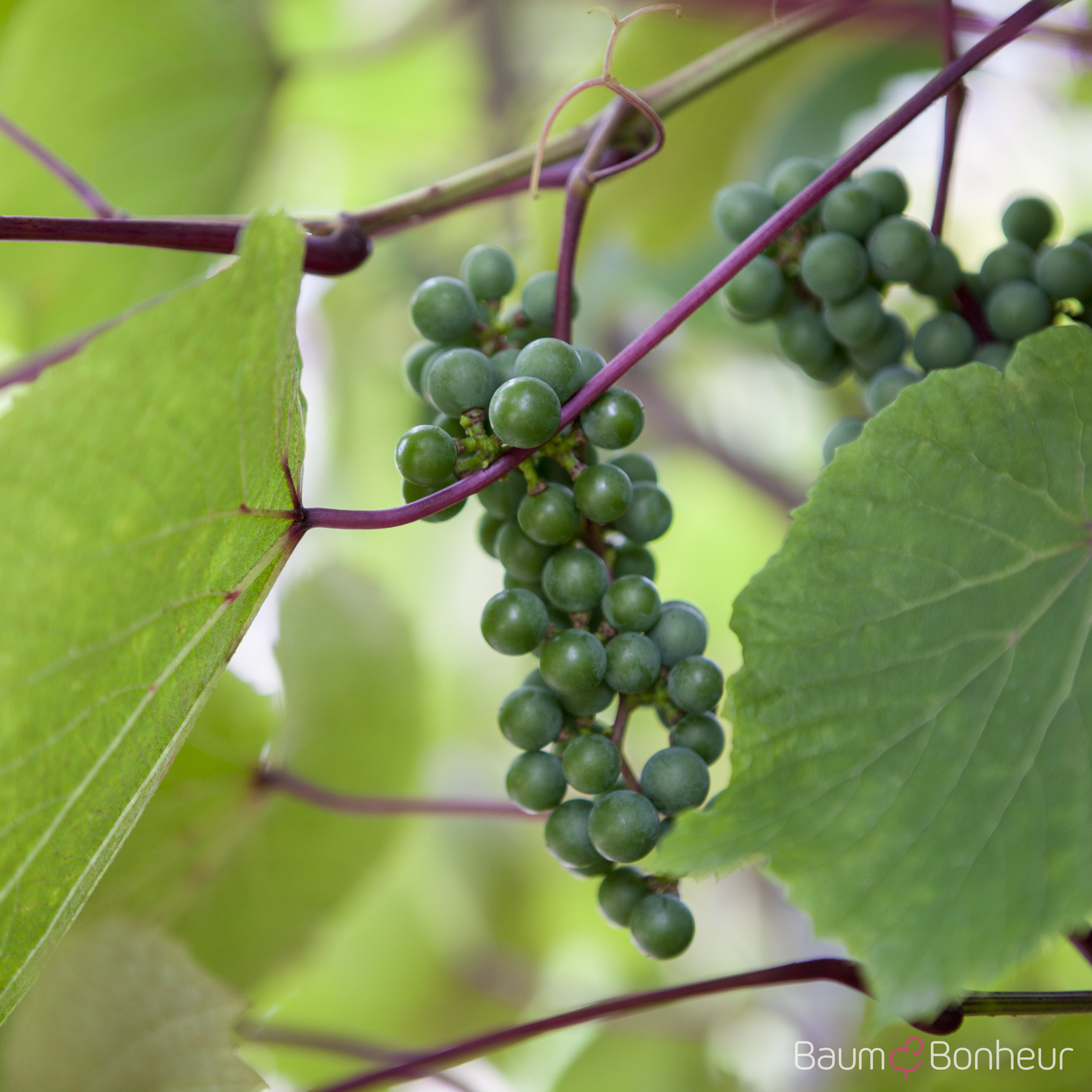 Vitis coignetiae