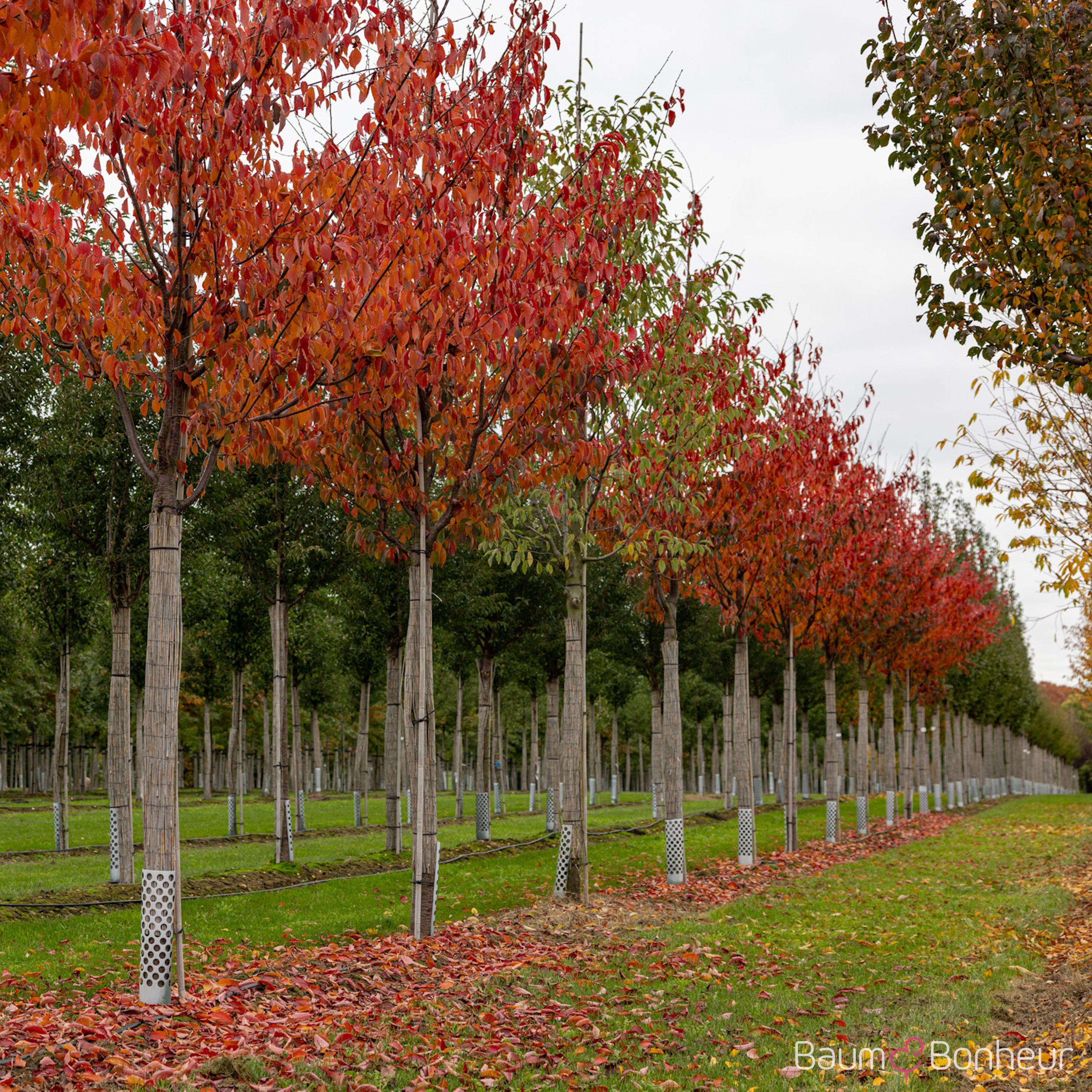 Prunus sargentii 'Charles Sargent'