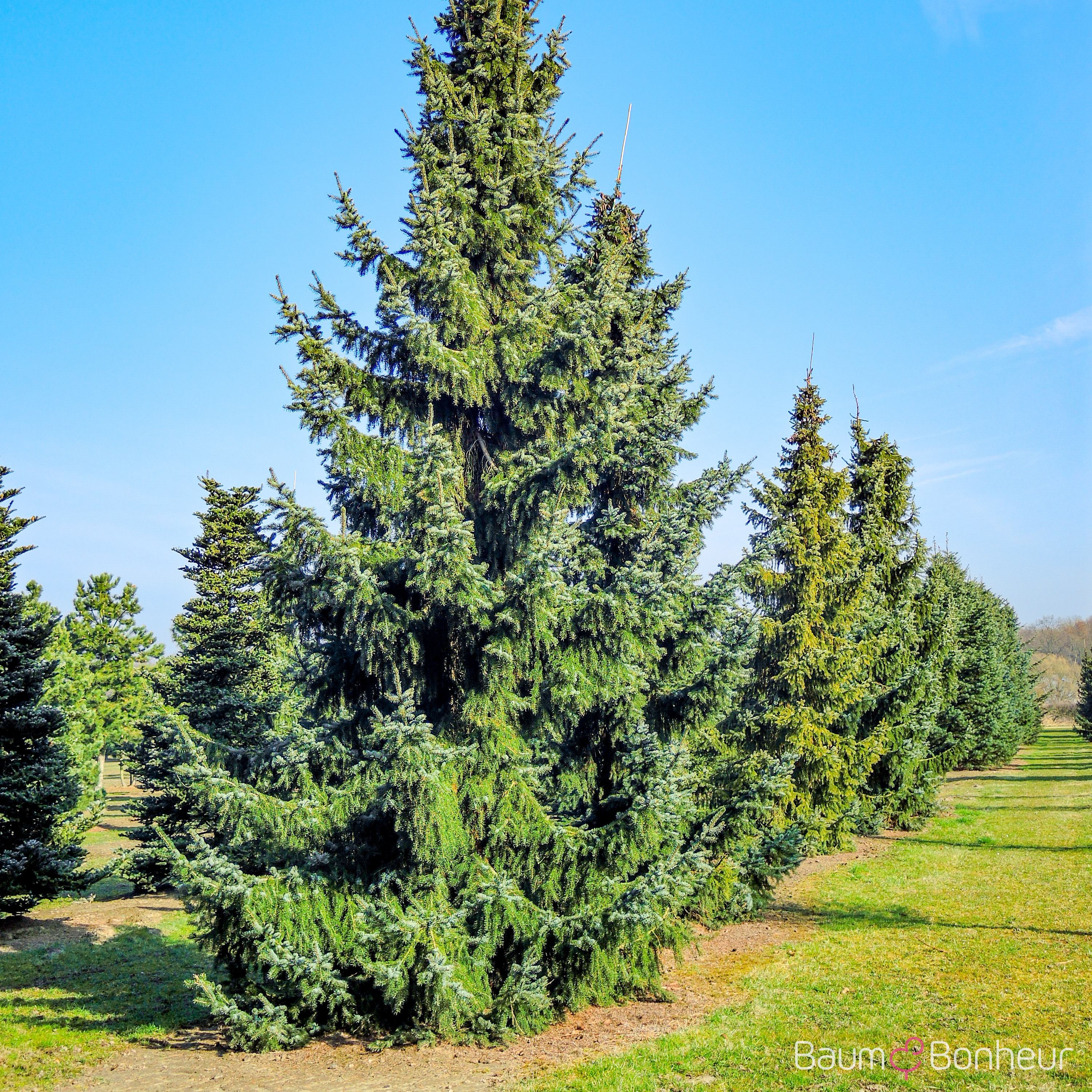 Picea omorika