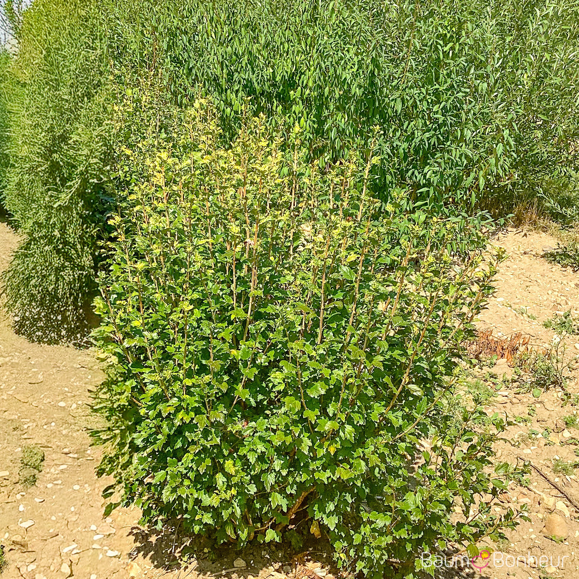 Ribes alpinum