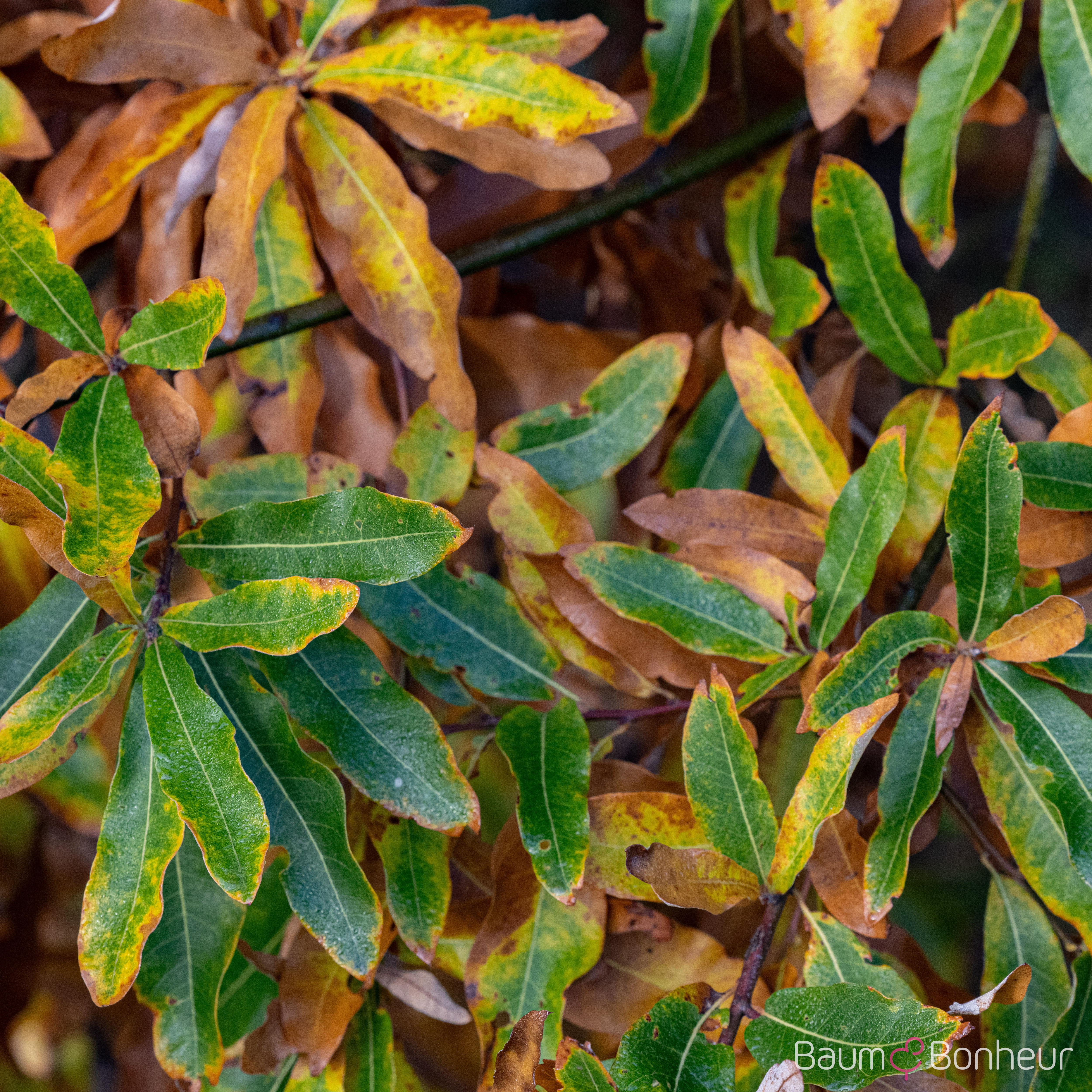 Quercus imbricaria
