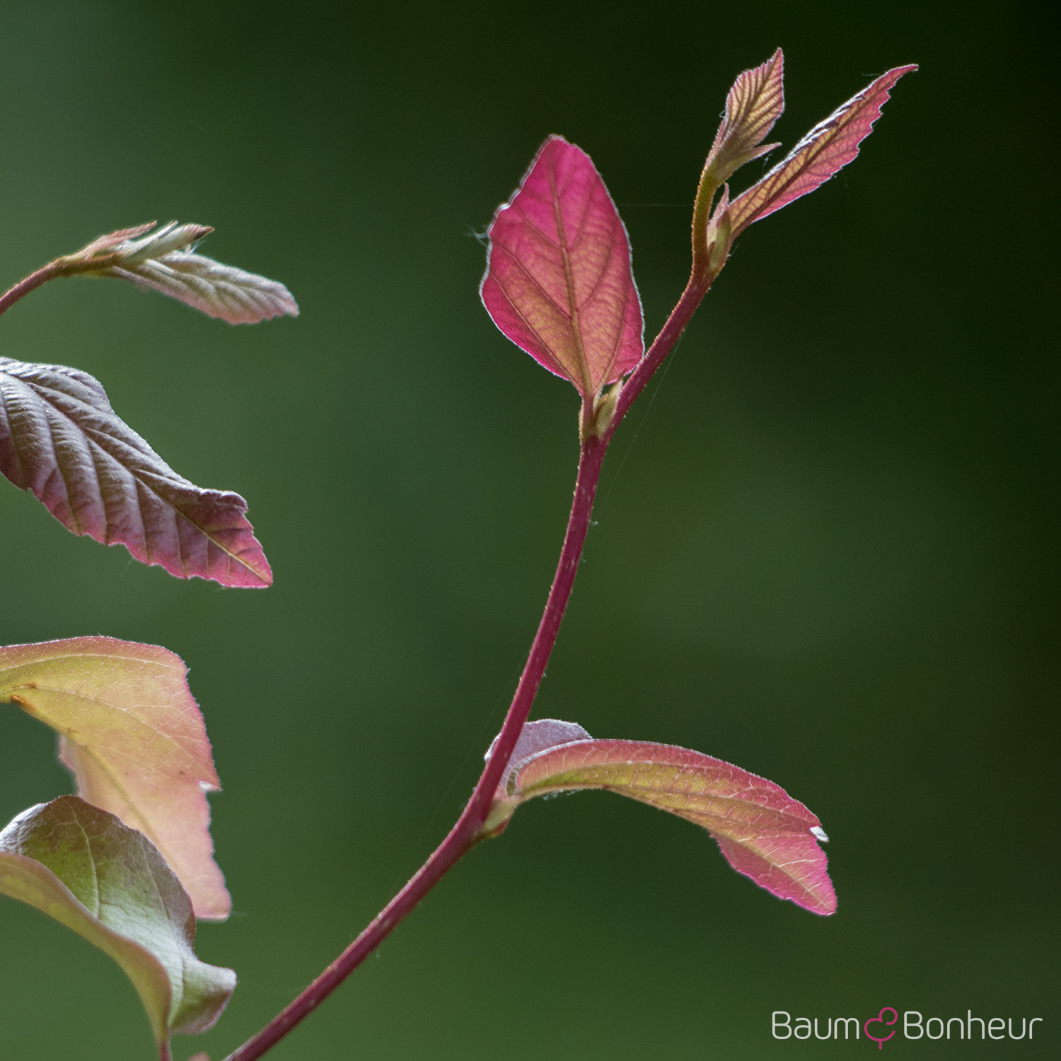 Parrotia persica 'Vanessa'