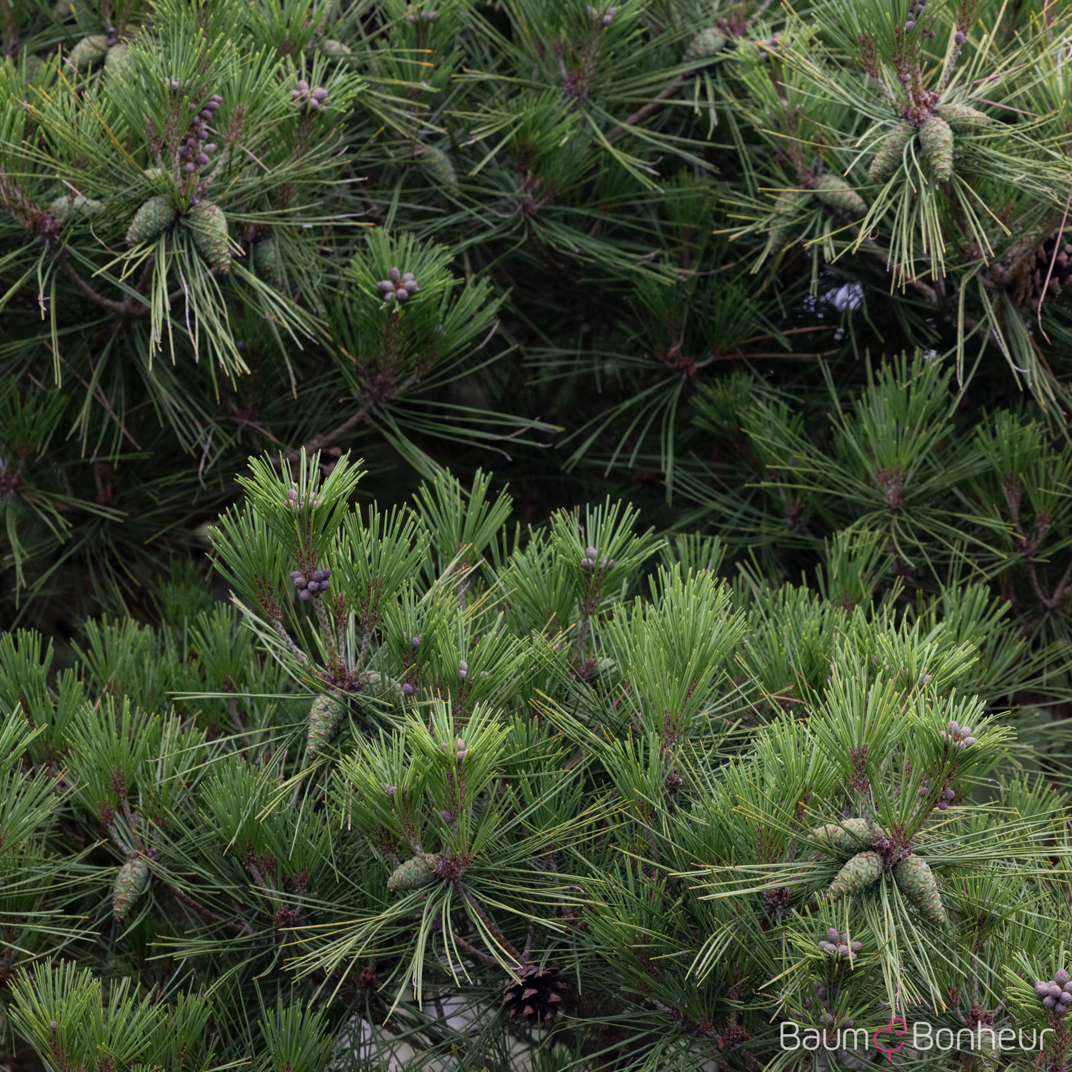 Pinus densiflora 'Umbraculifera'