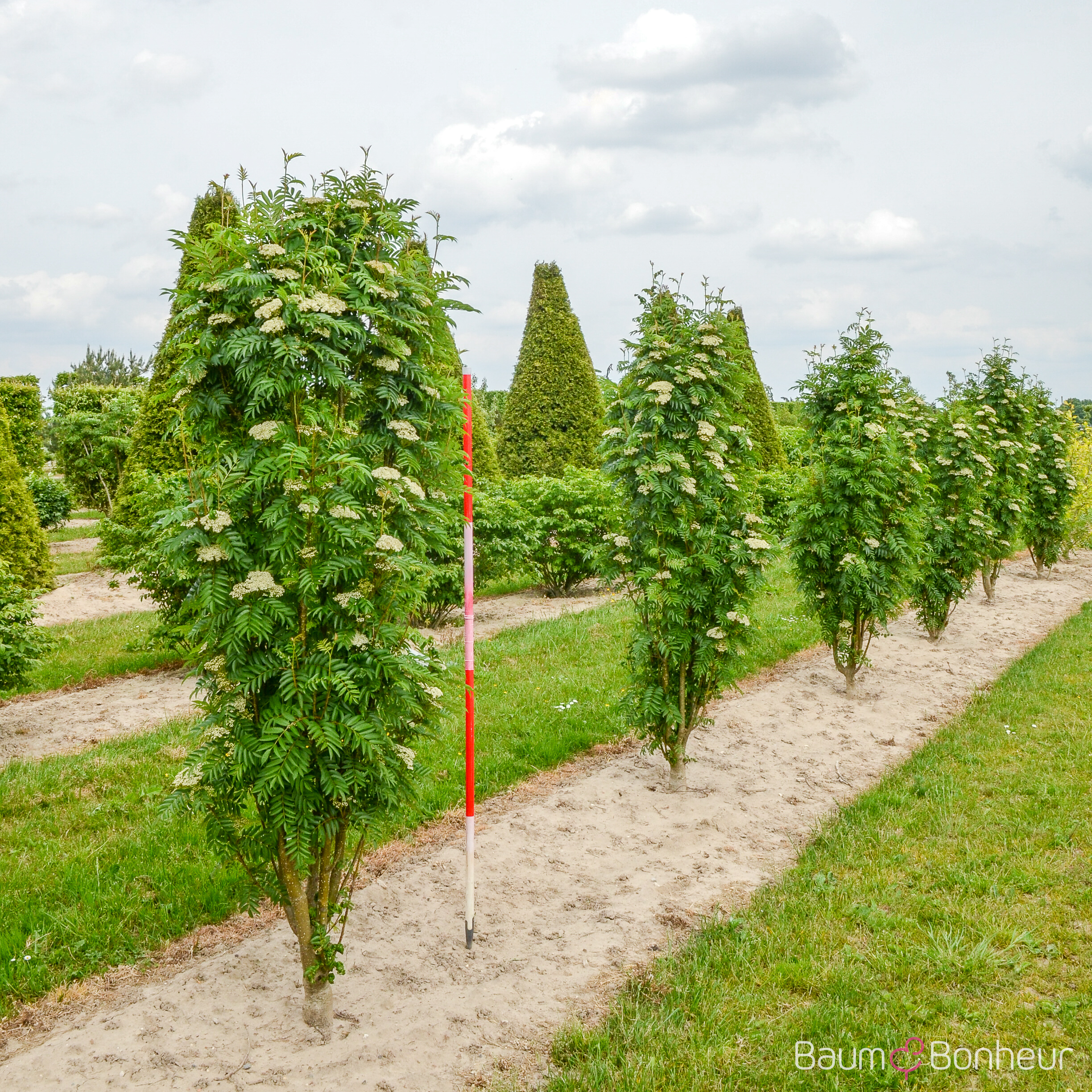 Sorbus aucuparia 'Autumn Spire' -R-