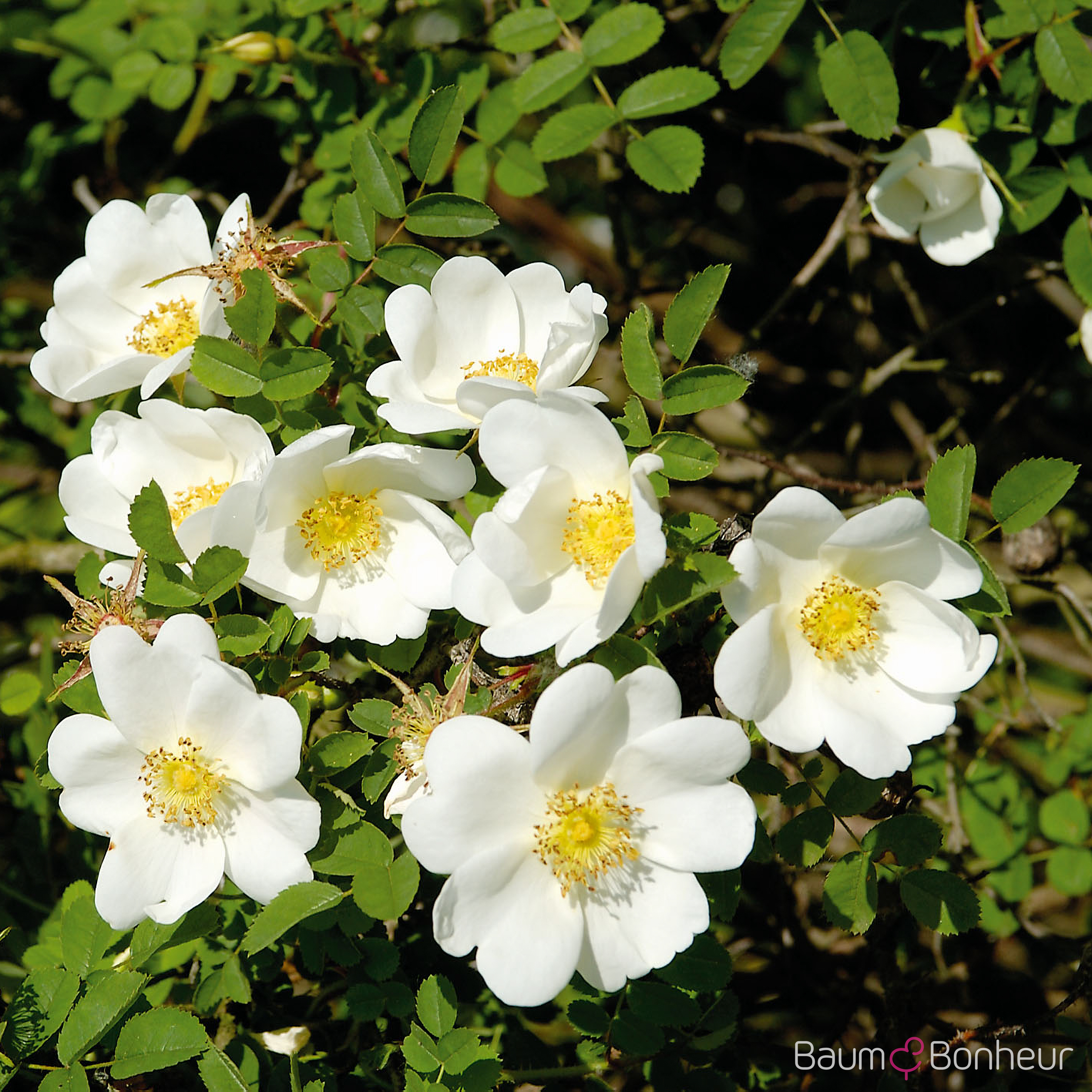 Rosa multiflora
