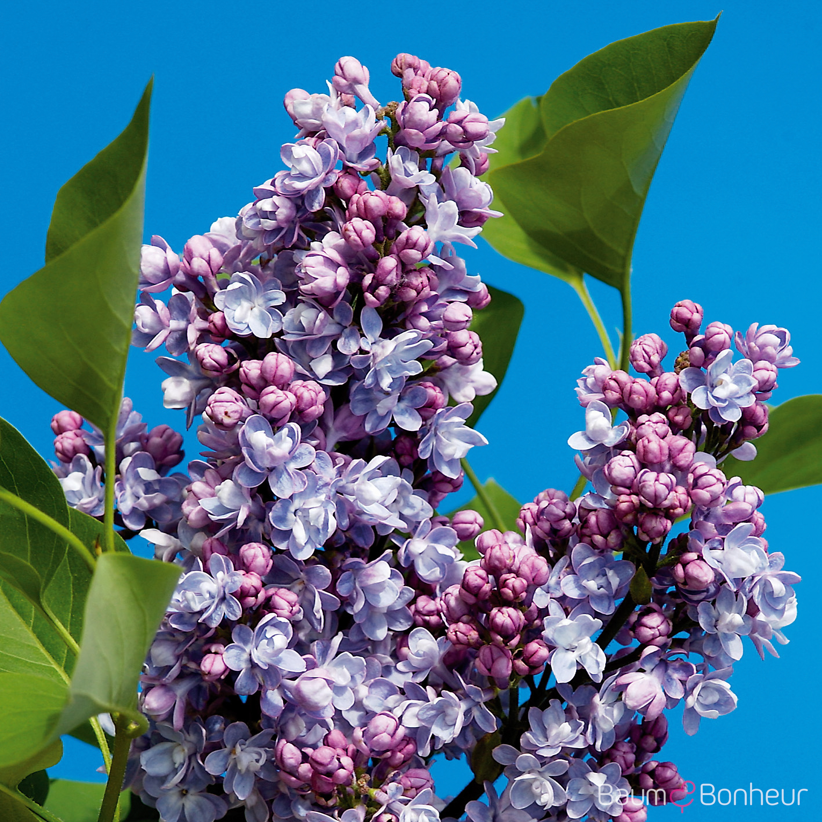 Syringa vulgaris 'Katherine Havemeyer'