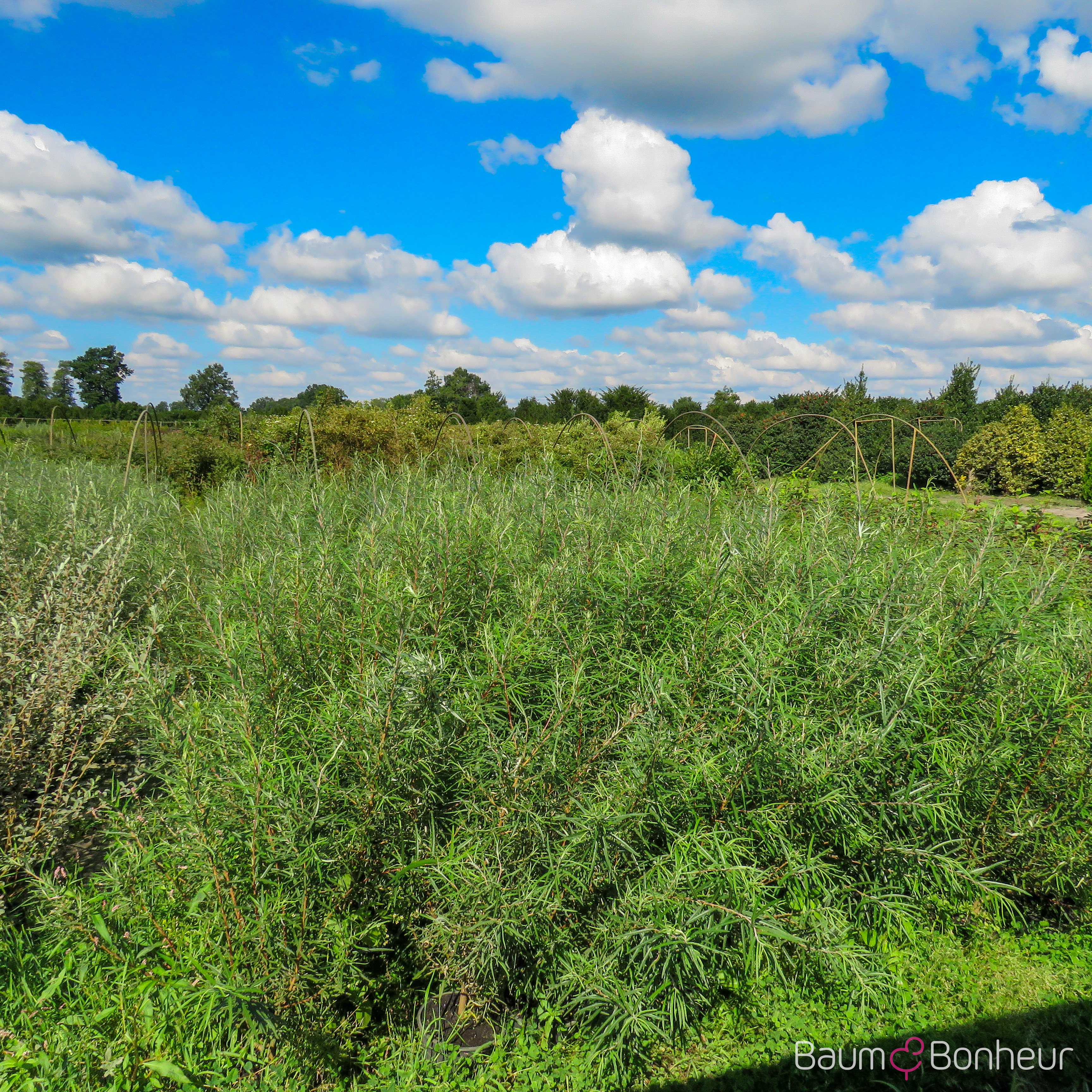 Salix rosmarinifolia