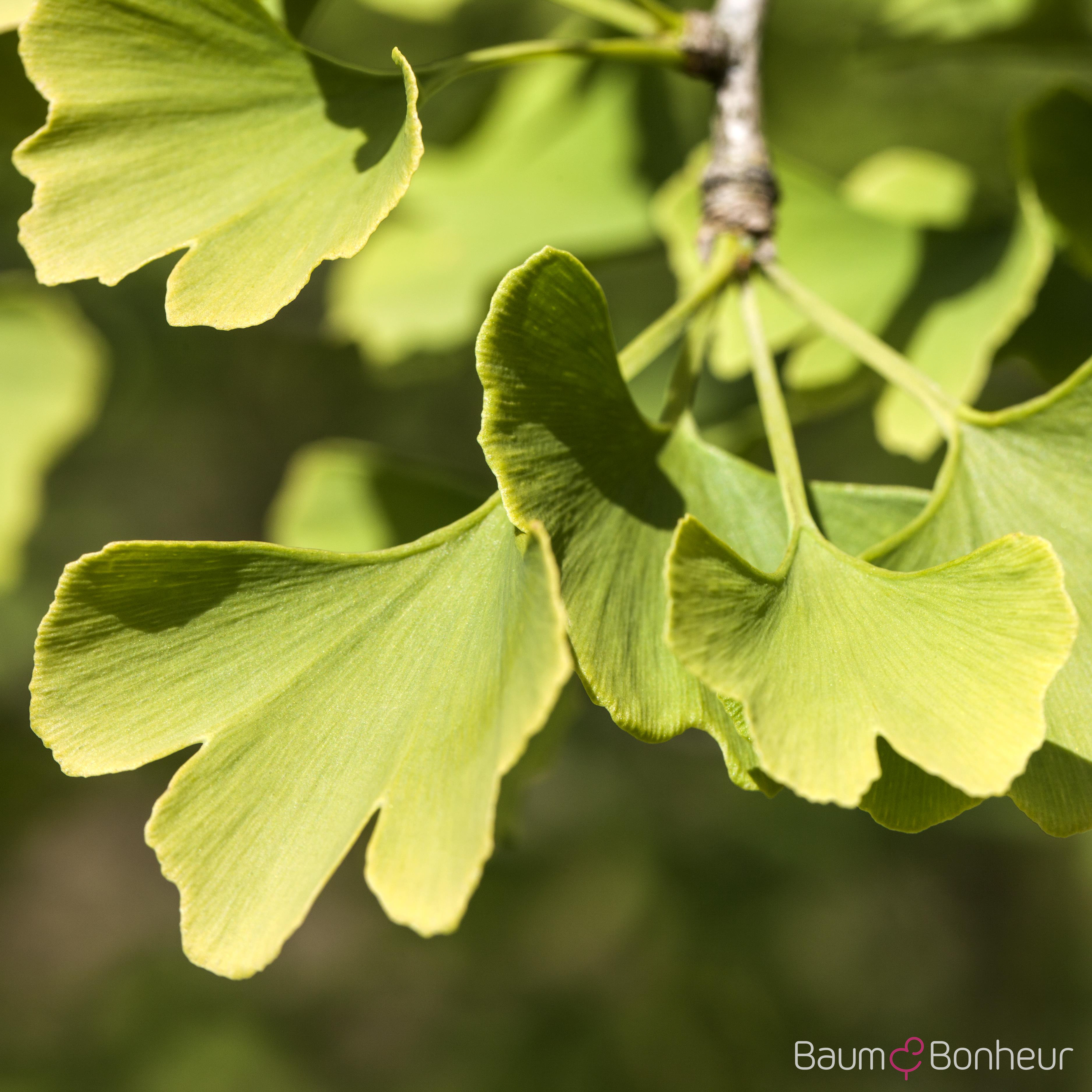 Ginkgo biloba